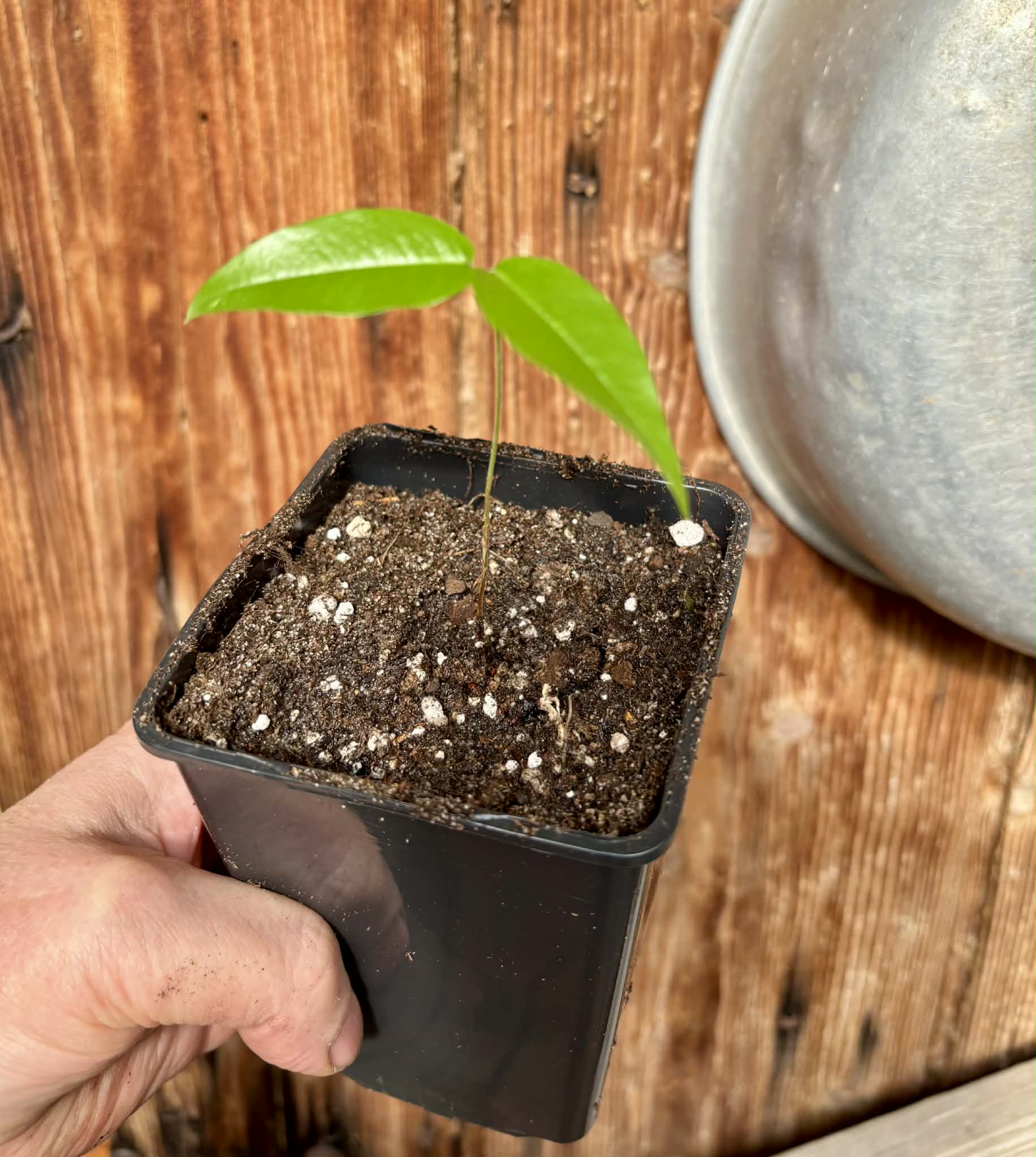 Plinia sp. Cachoeiro de Itapemirim - 1 potted seedling / 1 getopfter Sämling