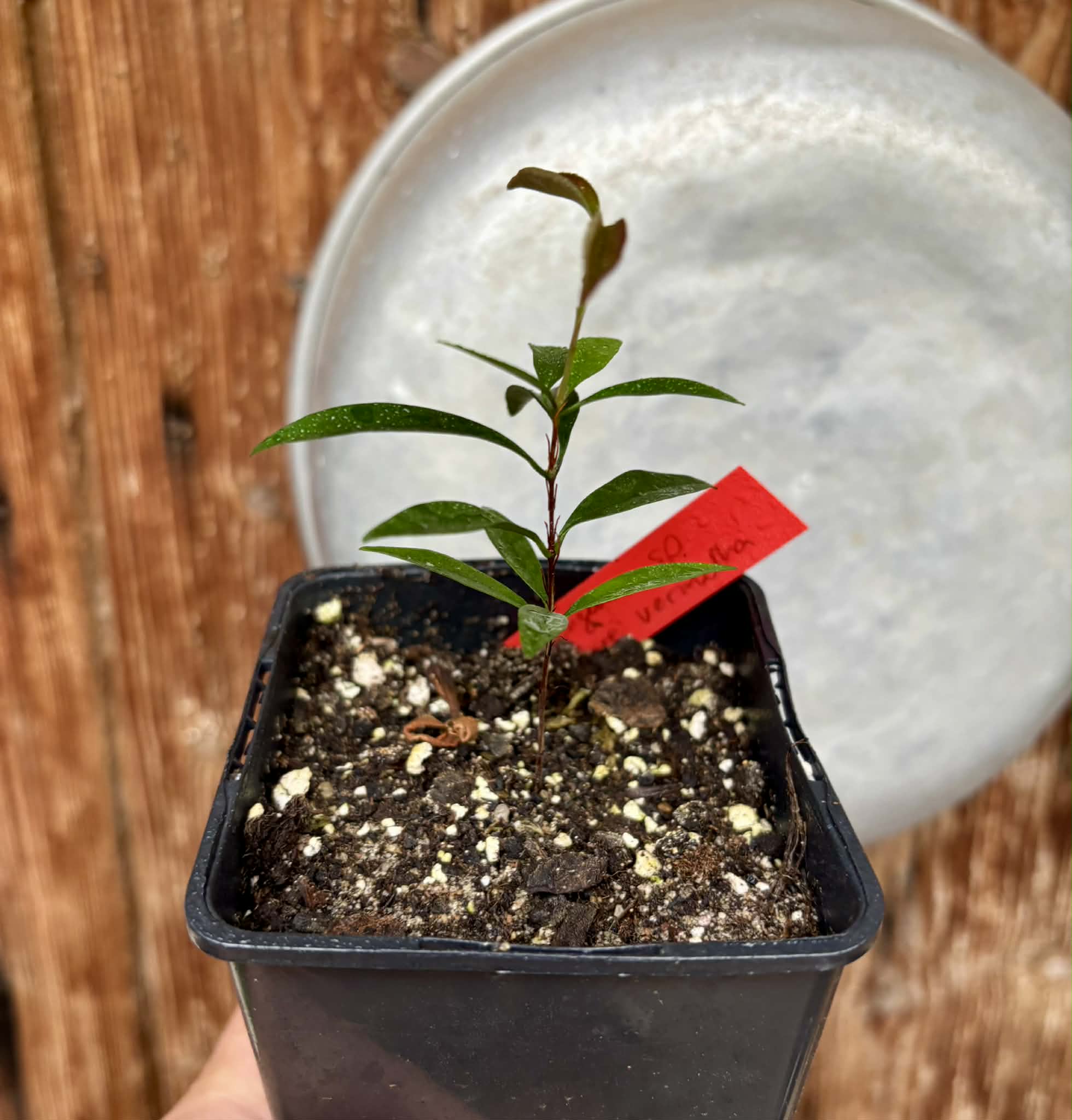 Eugenia sp Itacare vermelha -  1 potted seedling / 1 getopfter Sämling