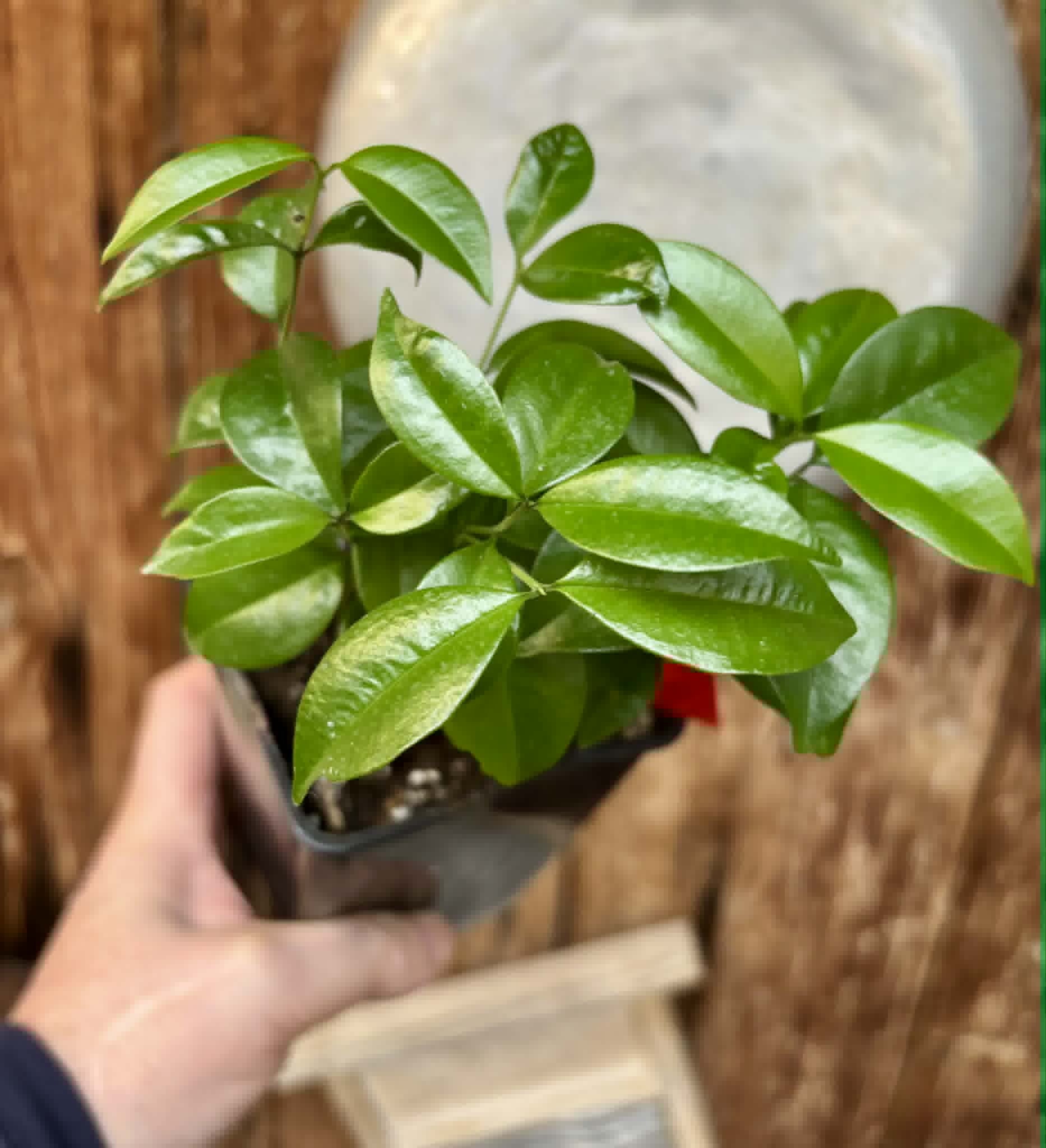 10 in 1 pot - Eugenia zuccarini - 10 seedlings in one pot / 10 Sämlinge in einem Topf