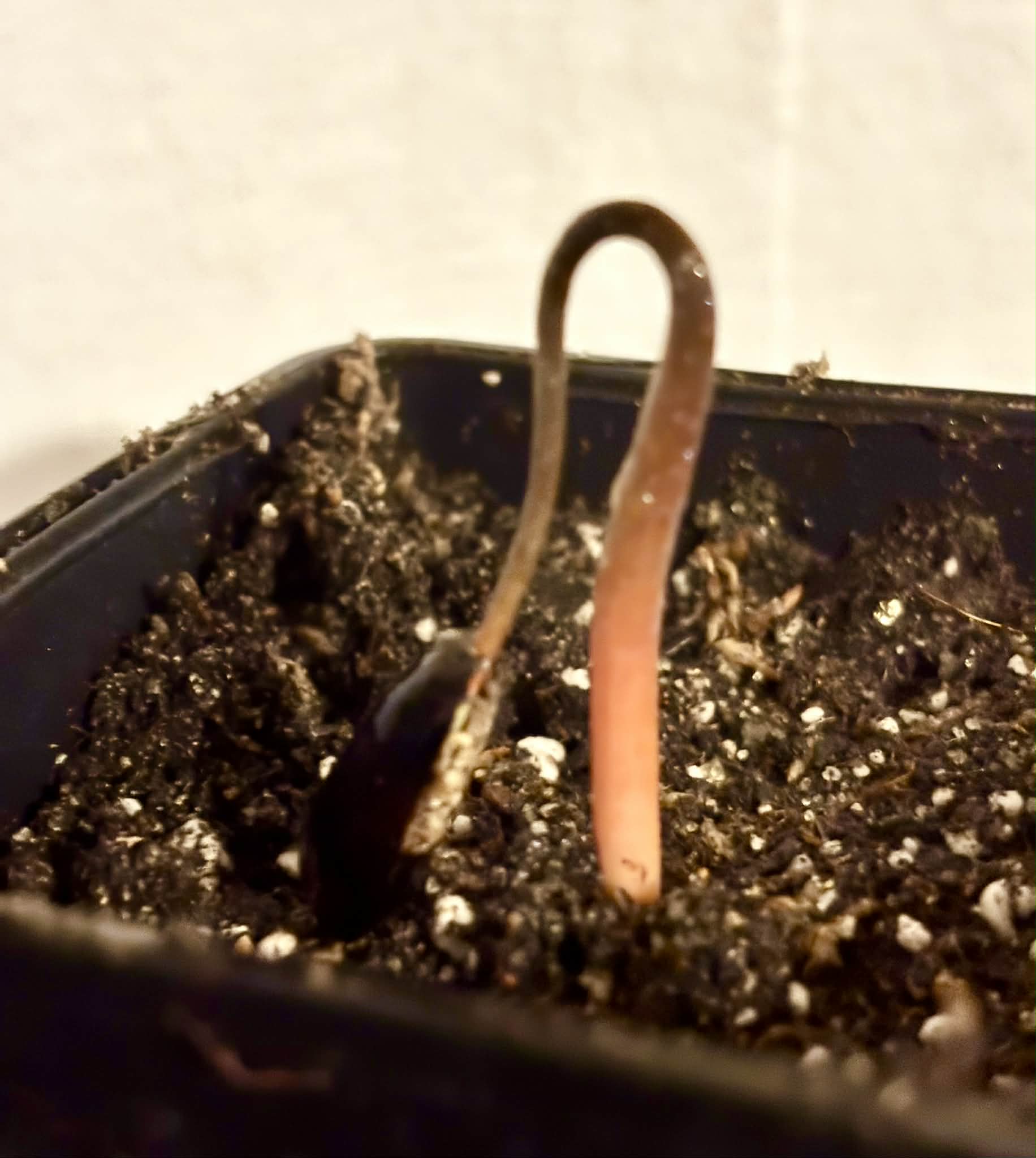 Annona salzmannii - 1 potted seedling / 1 getopfter Sämling