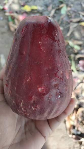 Jambu Bol Jamaika (Syzygium malaccense) - 1 germinated seed / 1 gekeimter Samen