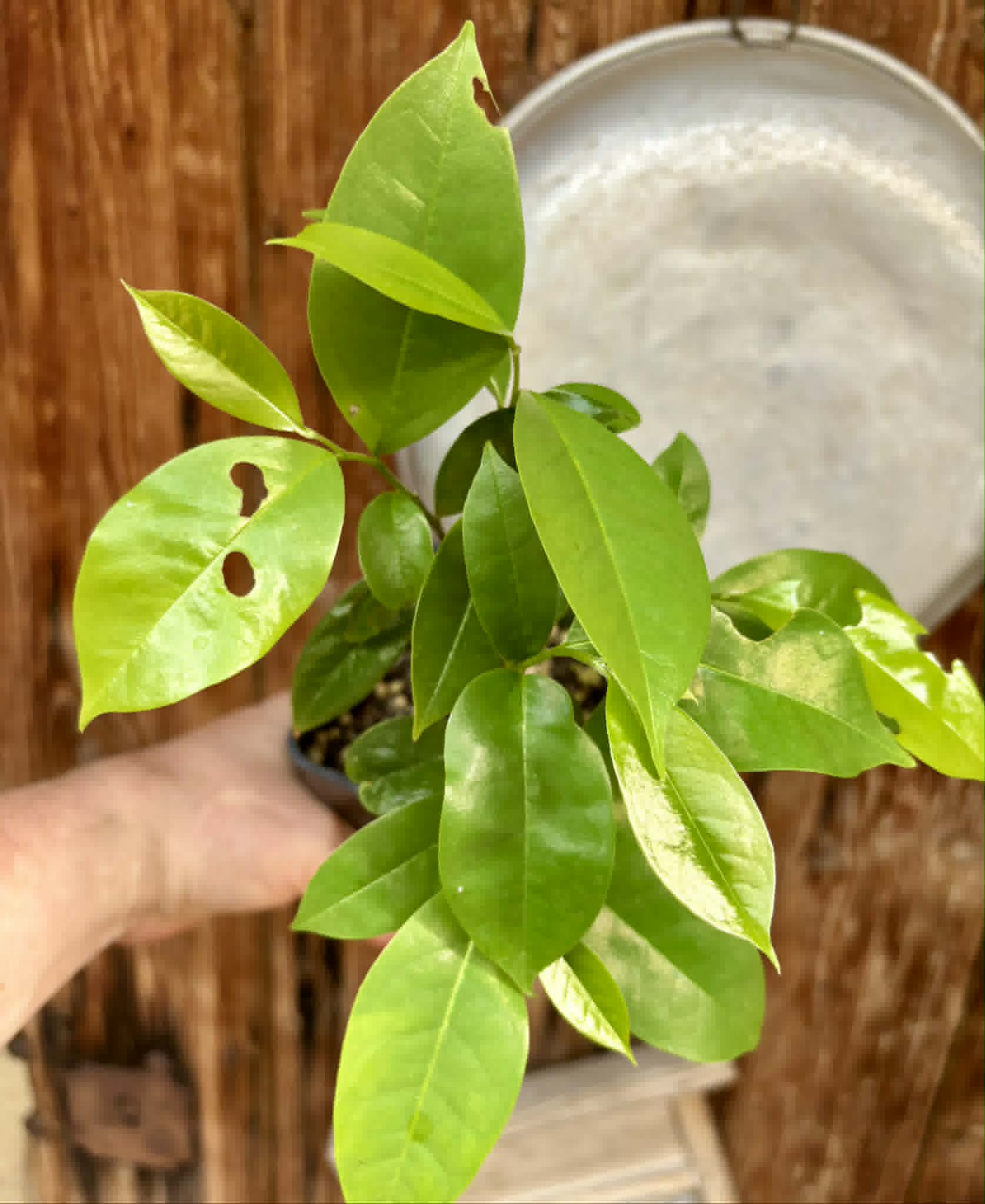 5 in 1 pot - Annona muricata - Soursop / Stachelannone - 5 seedlings in one pot / 5 Sämlinge in einem Topf