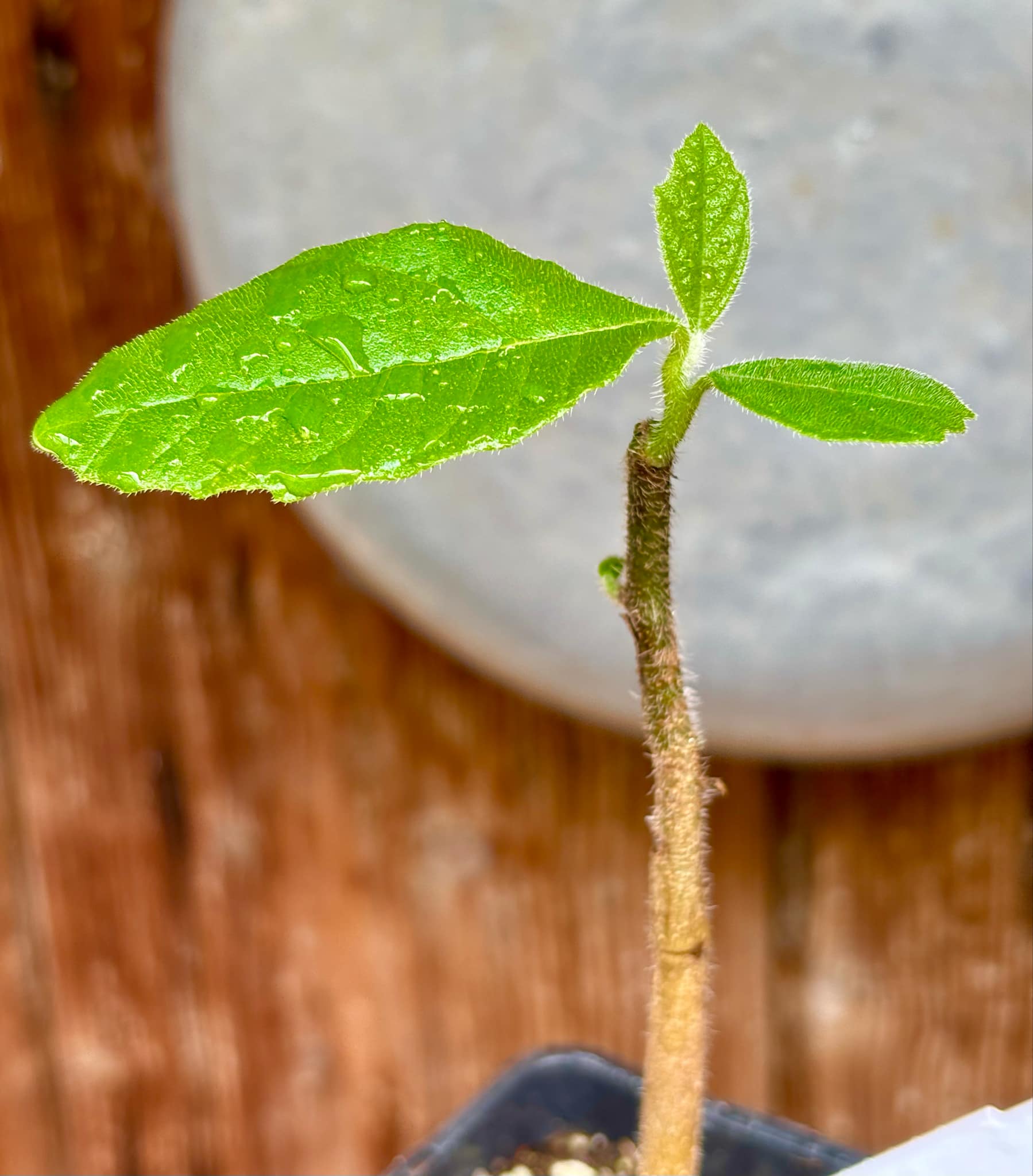 Zirikote (Cordia dodecandra) - 1 small potted seedling / 1 kleiner, getopfter Sämling