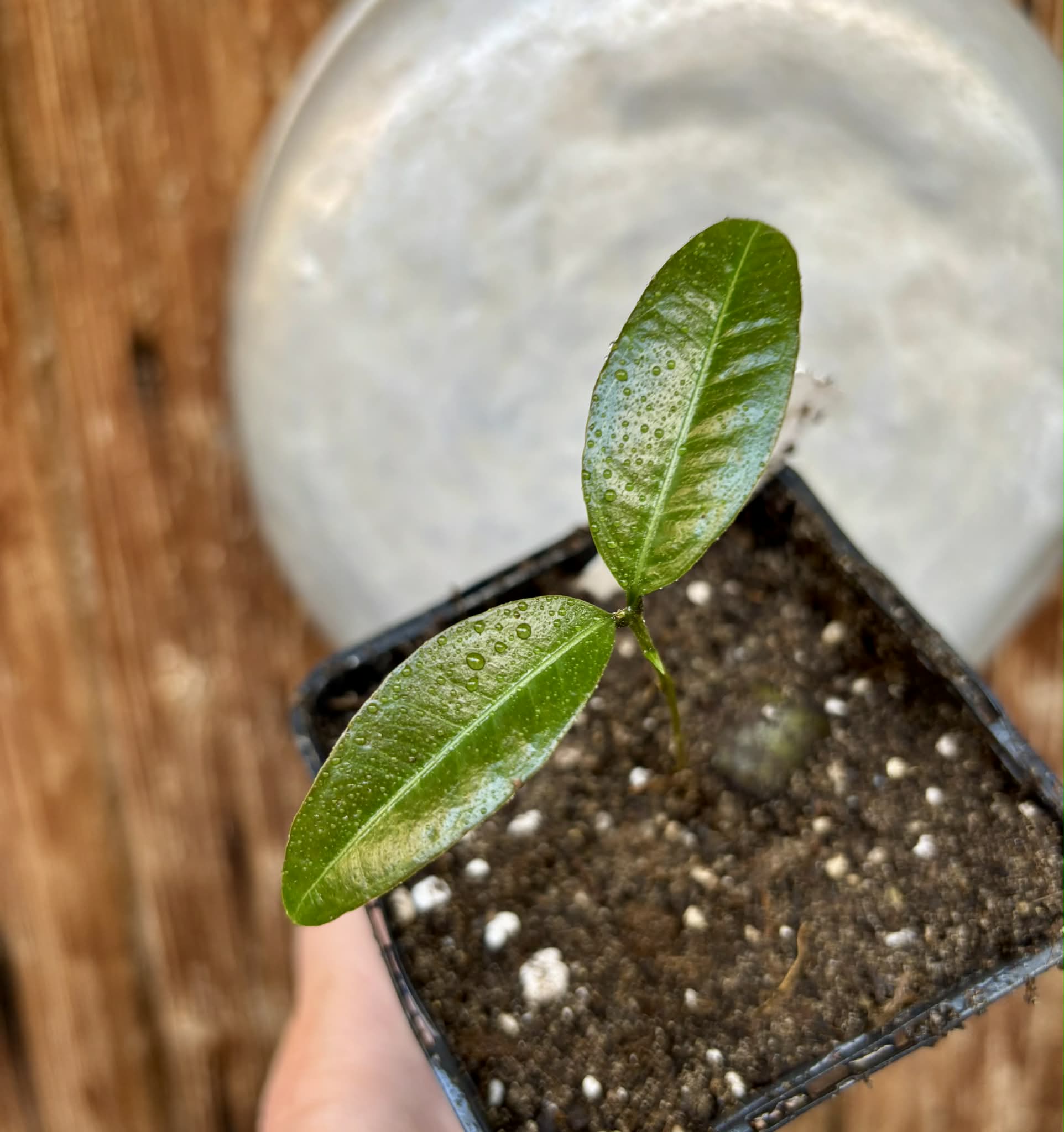 Eugenia sp Abacate -  1 potted seedling / 1 getopfter Sämling