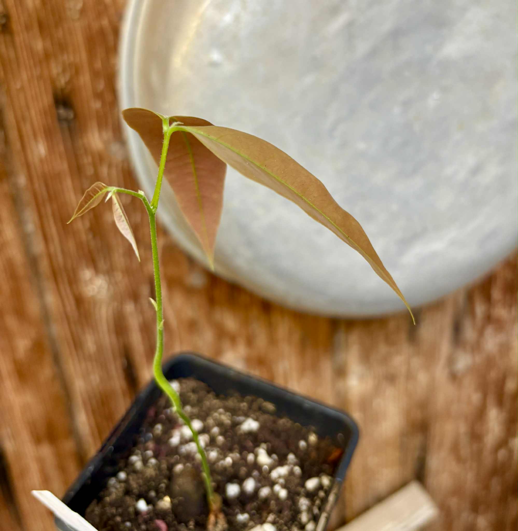 Melicoccus sp Bahia - 1 potted seedling / 1 getopfter Sämling