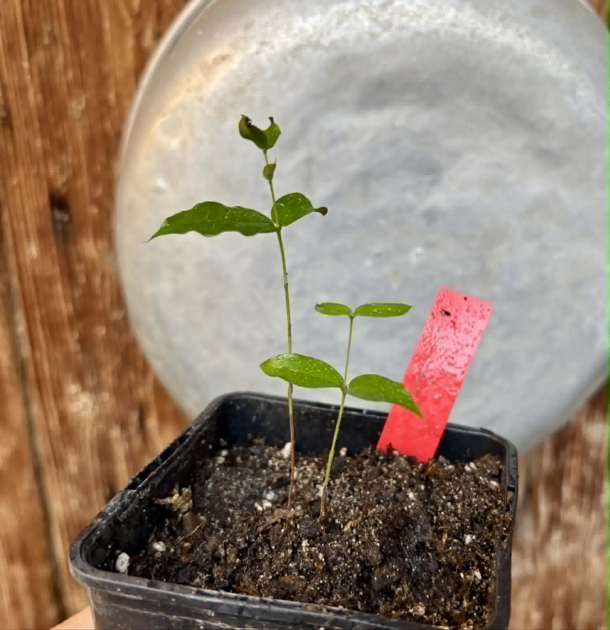 Plinia povedae - 1 potted seedling / 1 getopfter Sämling