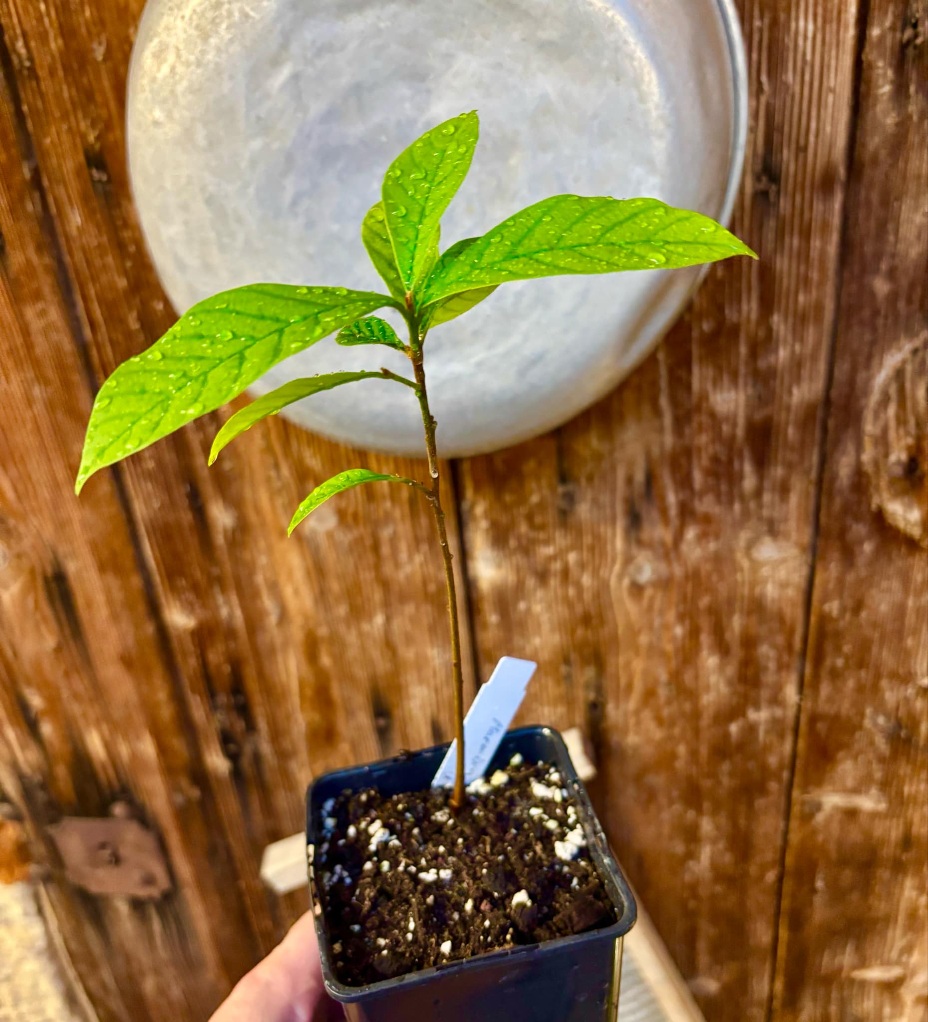 Marmixa (Pradosia lactescens) - 1 potted plant / 1 getopfte Pflanze