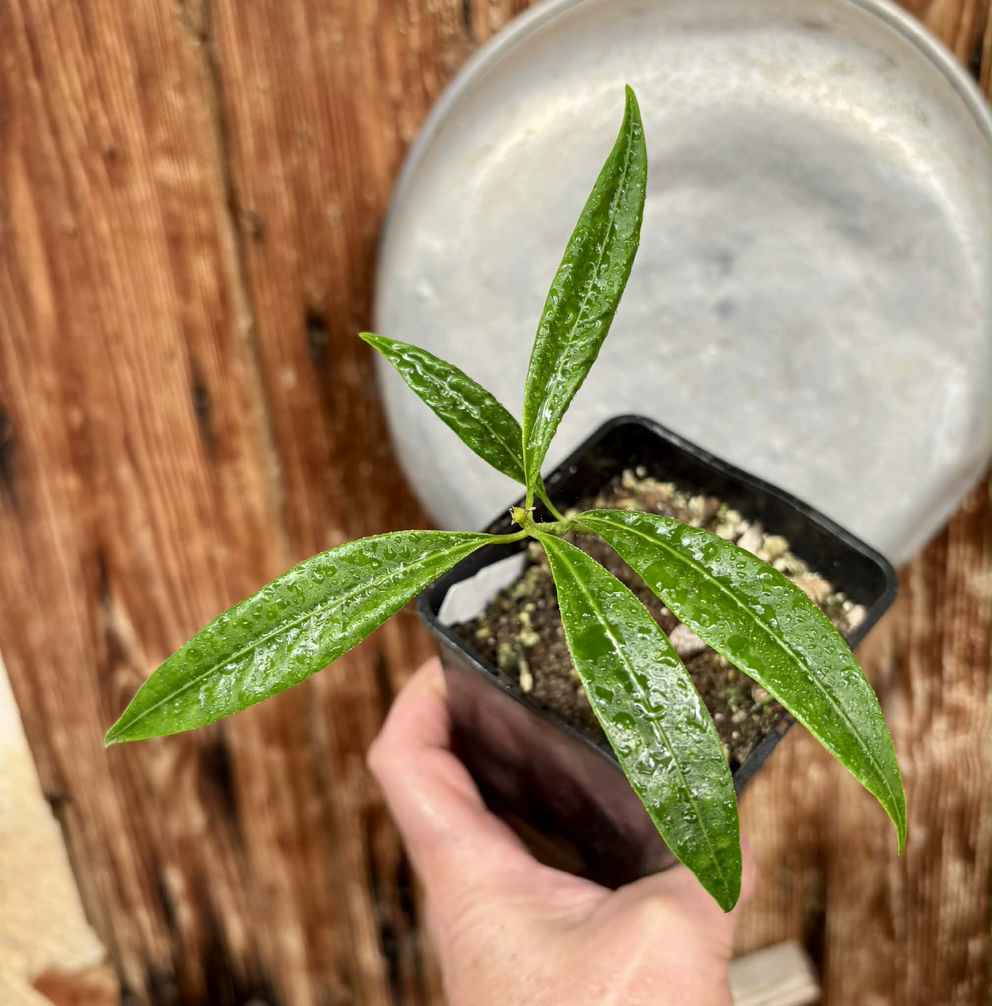 Pouteria macahensis - 1 potted seedling / 1 getopfter Sämling