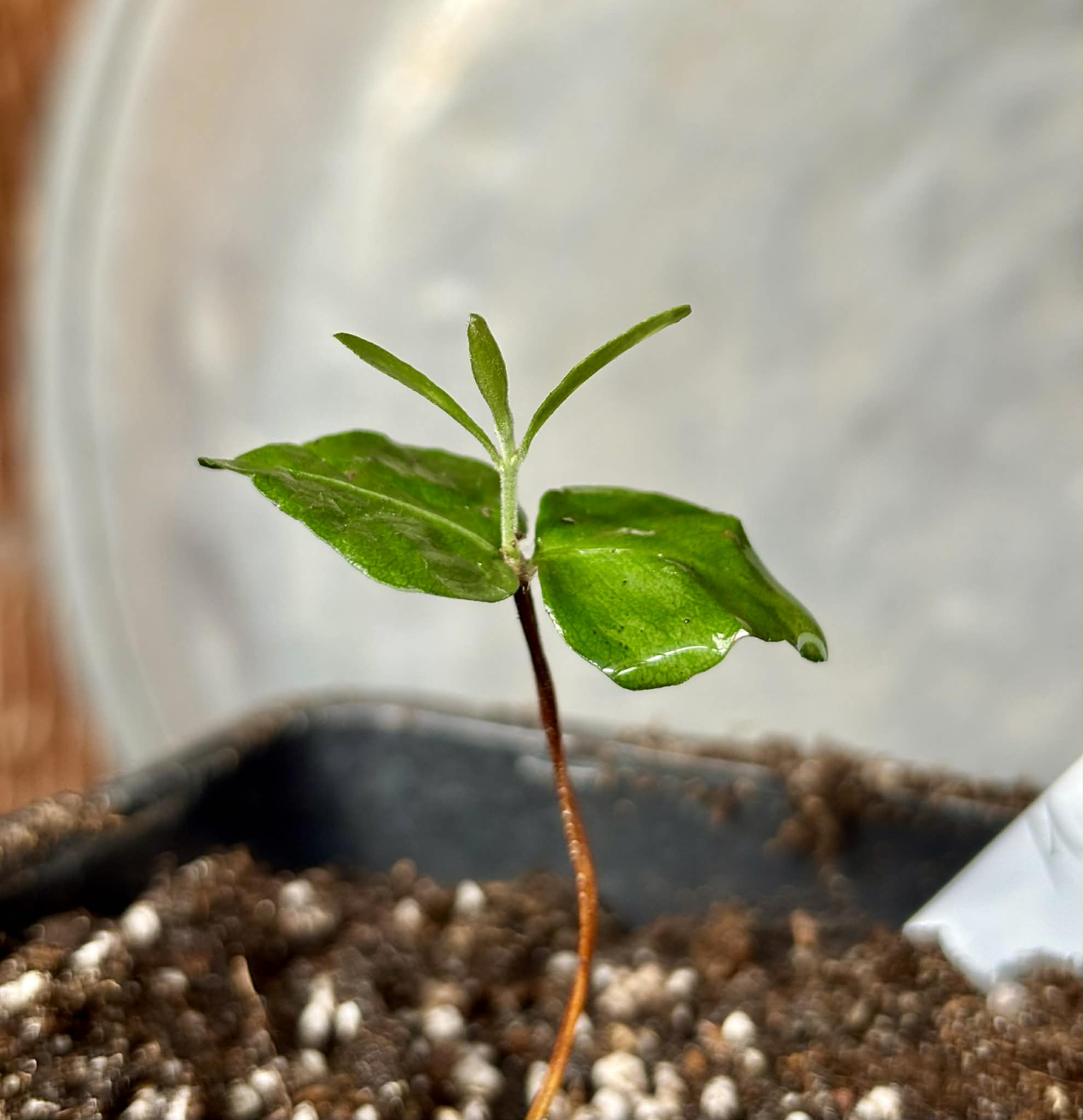 Myrcia multifida - 1 potted plant / 1 getopfte Pflanze