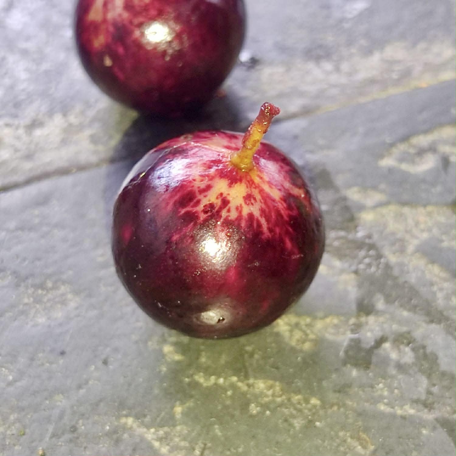 Plinia sp. Pingo de Mel Rajada Maraú -  1 fresh seed / 1 frischer Samen