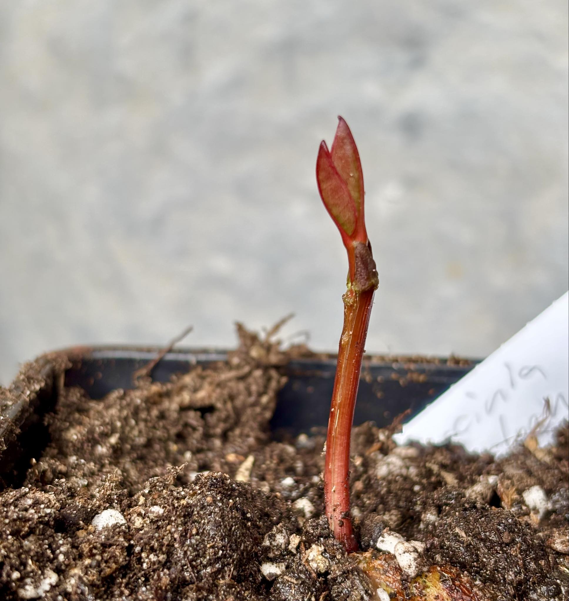 Garcinia  mangosteen - Mangosteen / Mangostane - 1 potted seedling / 1 getopfter Sämling