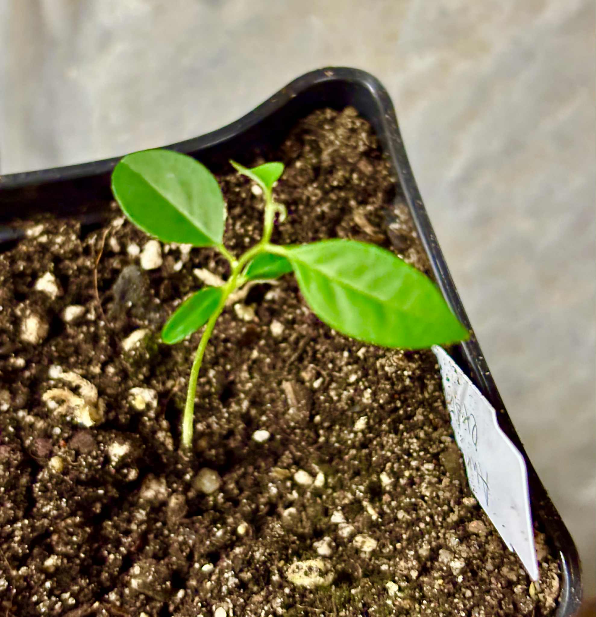Annona exsucca - 1 potted seedling / 1 getopfter Sämling