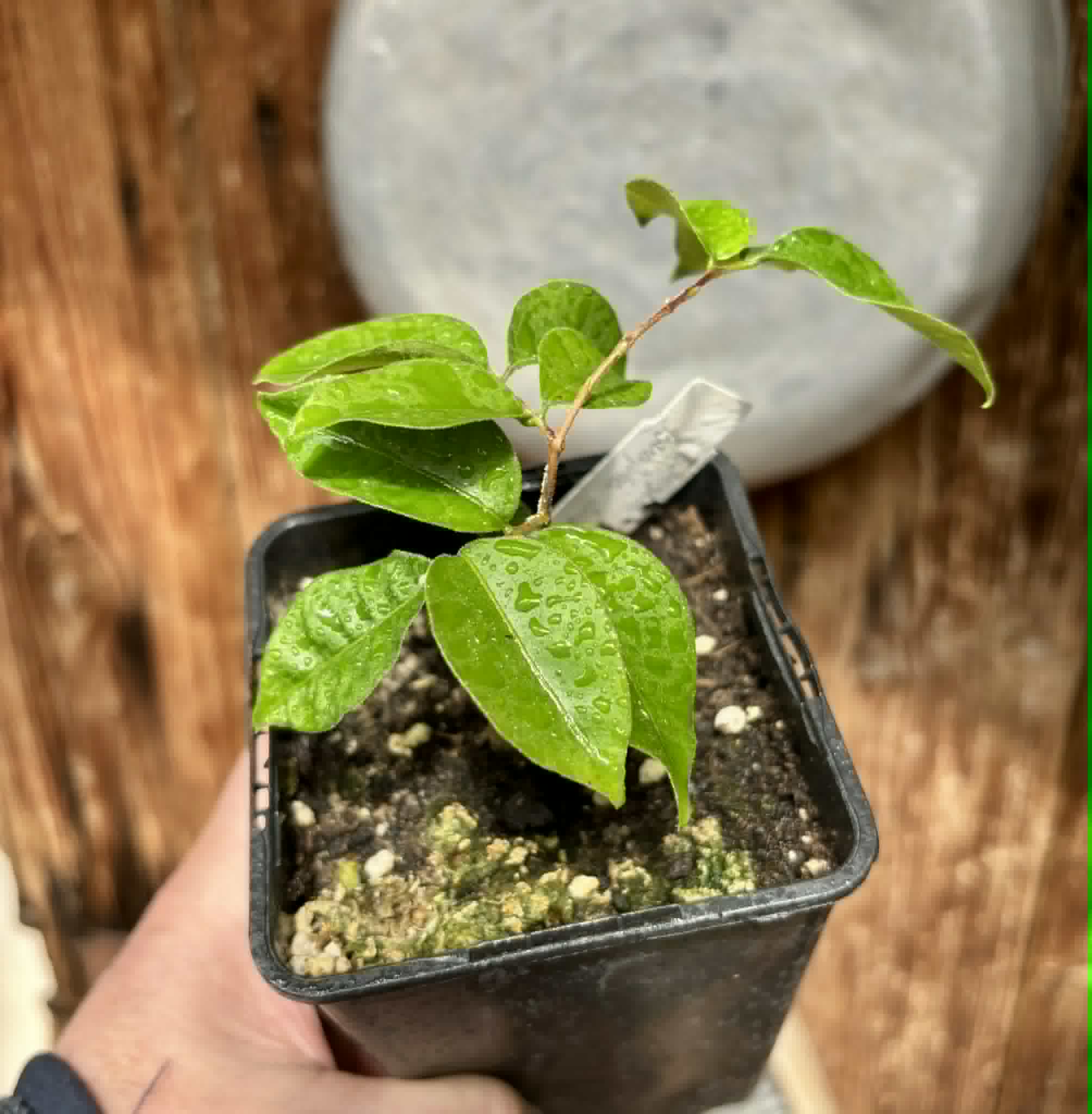 Eugenia sp Guajuba suave -  1 potted seedling / 1 getopfter Sämling