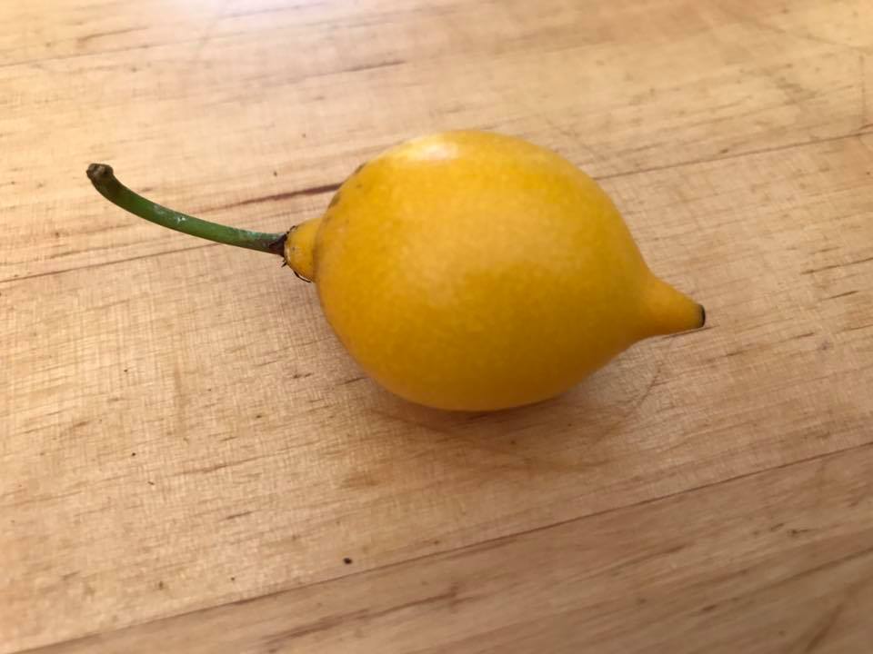 Bacupari Mexico (Garcinia brasiliensis) -  1 potted seedling / 1 getopfter Sämling