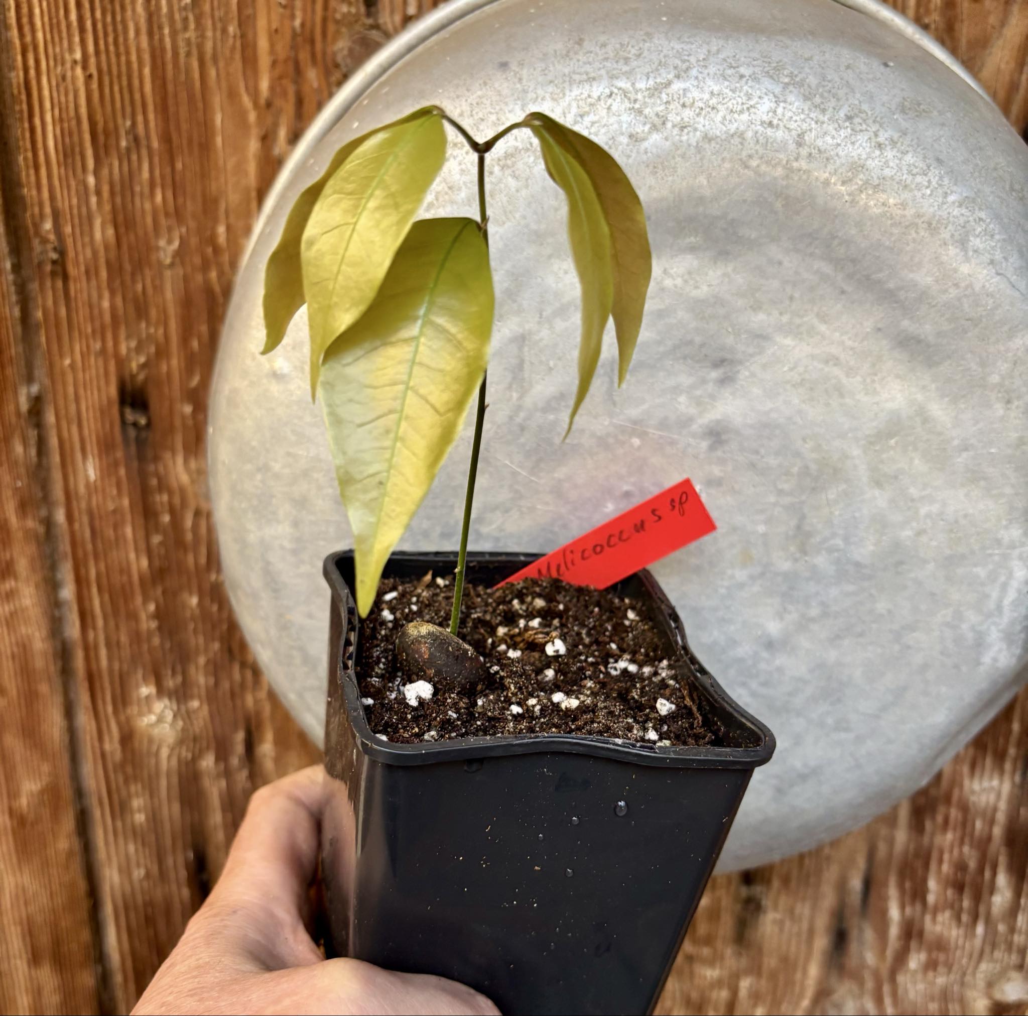 Melicoccus sp Bahia - 1 potted seedling / 1 getopfter Sämling