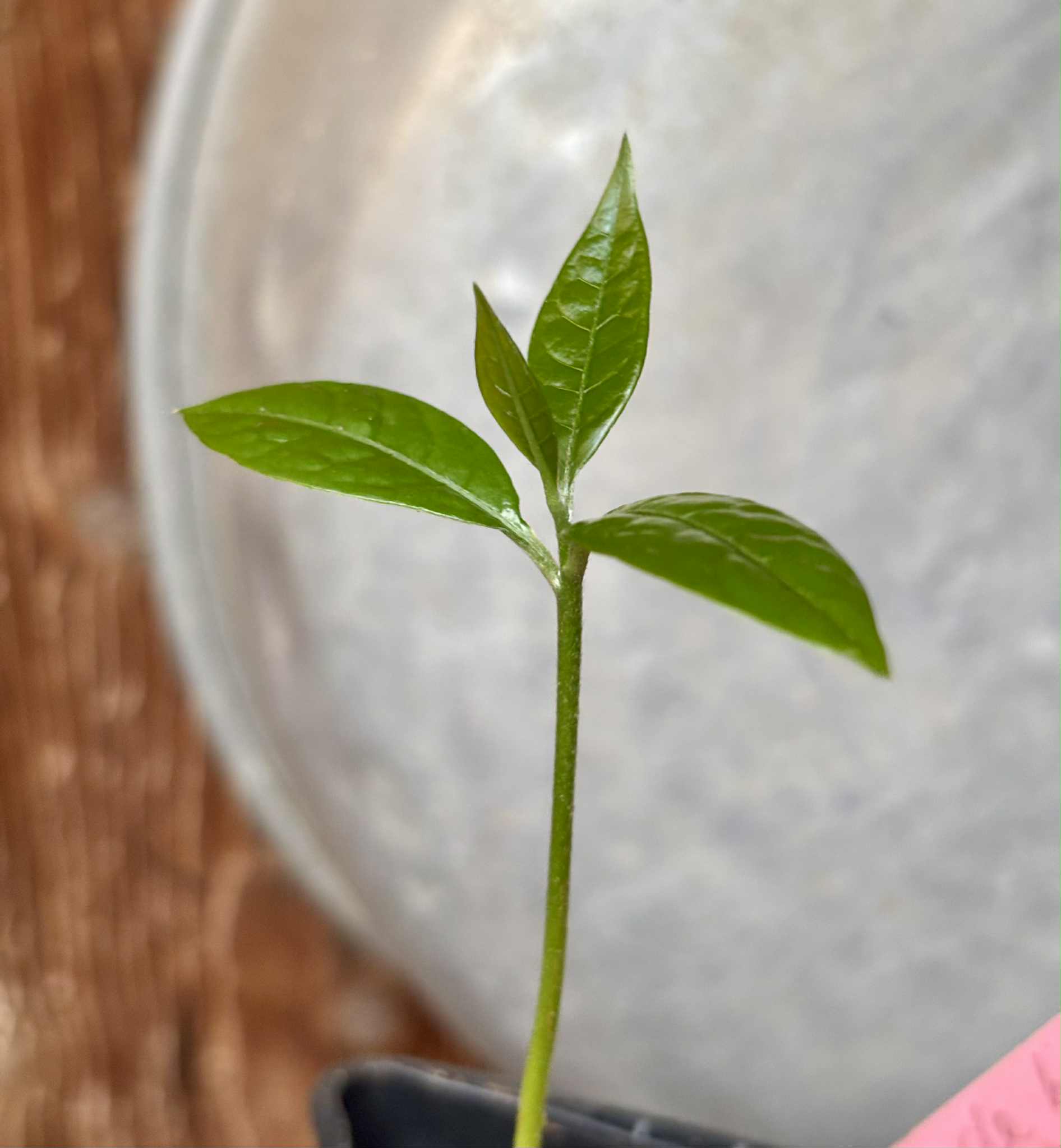 Abiu de Leite (Sarcaulus sp) - 1 potted seedling / 1 getopfter Sämling