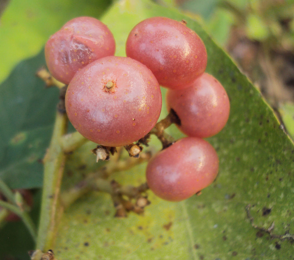 Glycosmis pentaphylla - Orangeberry / Ginberry -  1 germinated seed / 1 gekeimter Samen