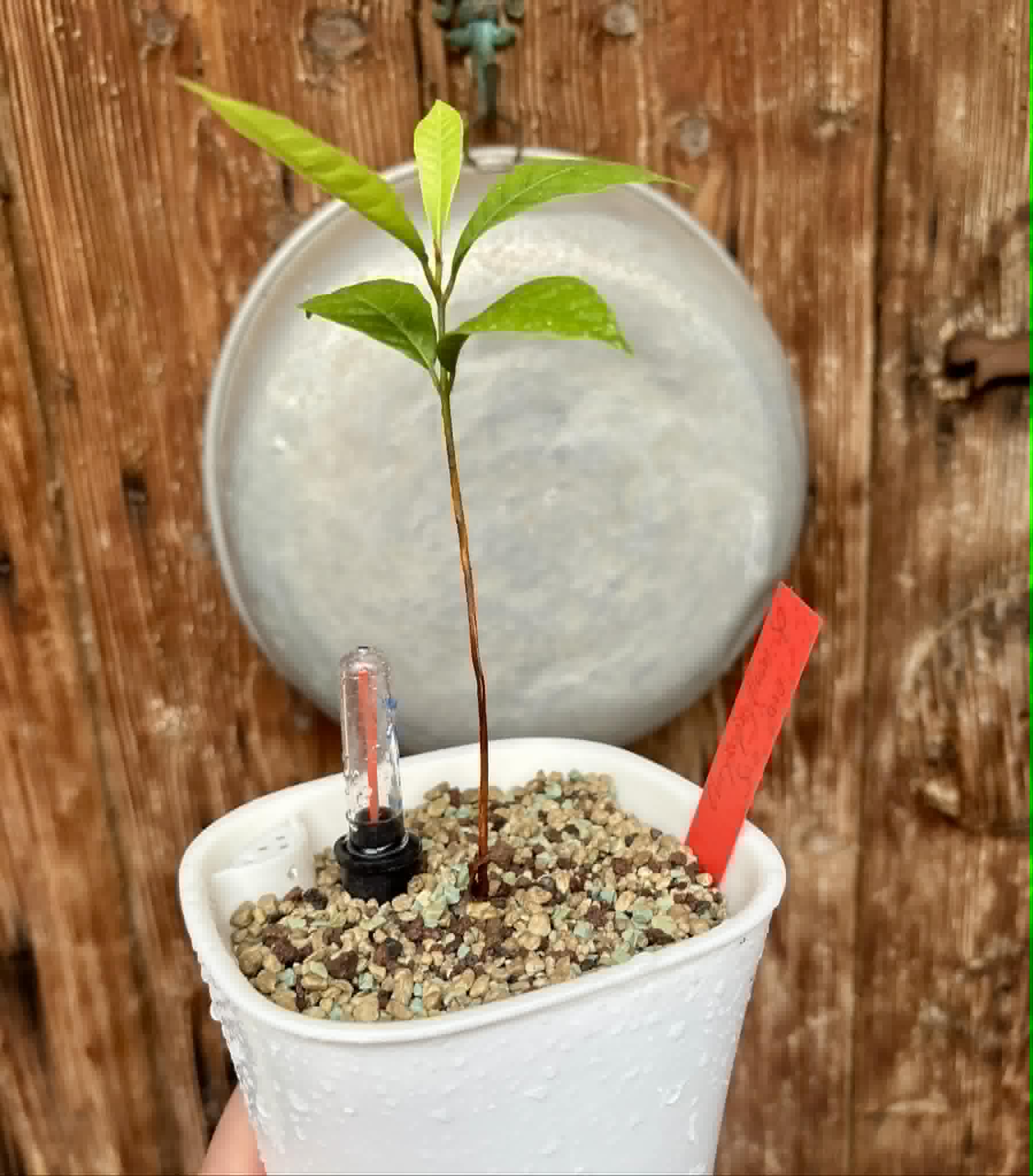 Goiapeba - Chrysophyllum sp Sao Joao - 1 potted seedling / 1 getopfter Sämling