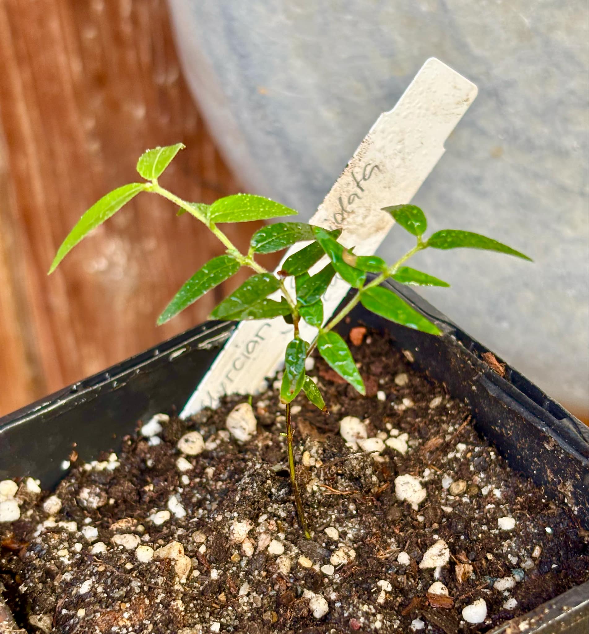 Myrciaria cuspidata YELLOW - 1 small potted plant / 1 kleine, getopfte Pflanze