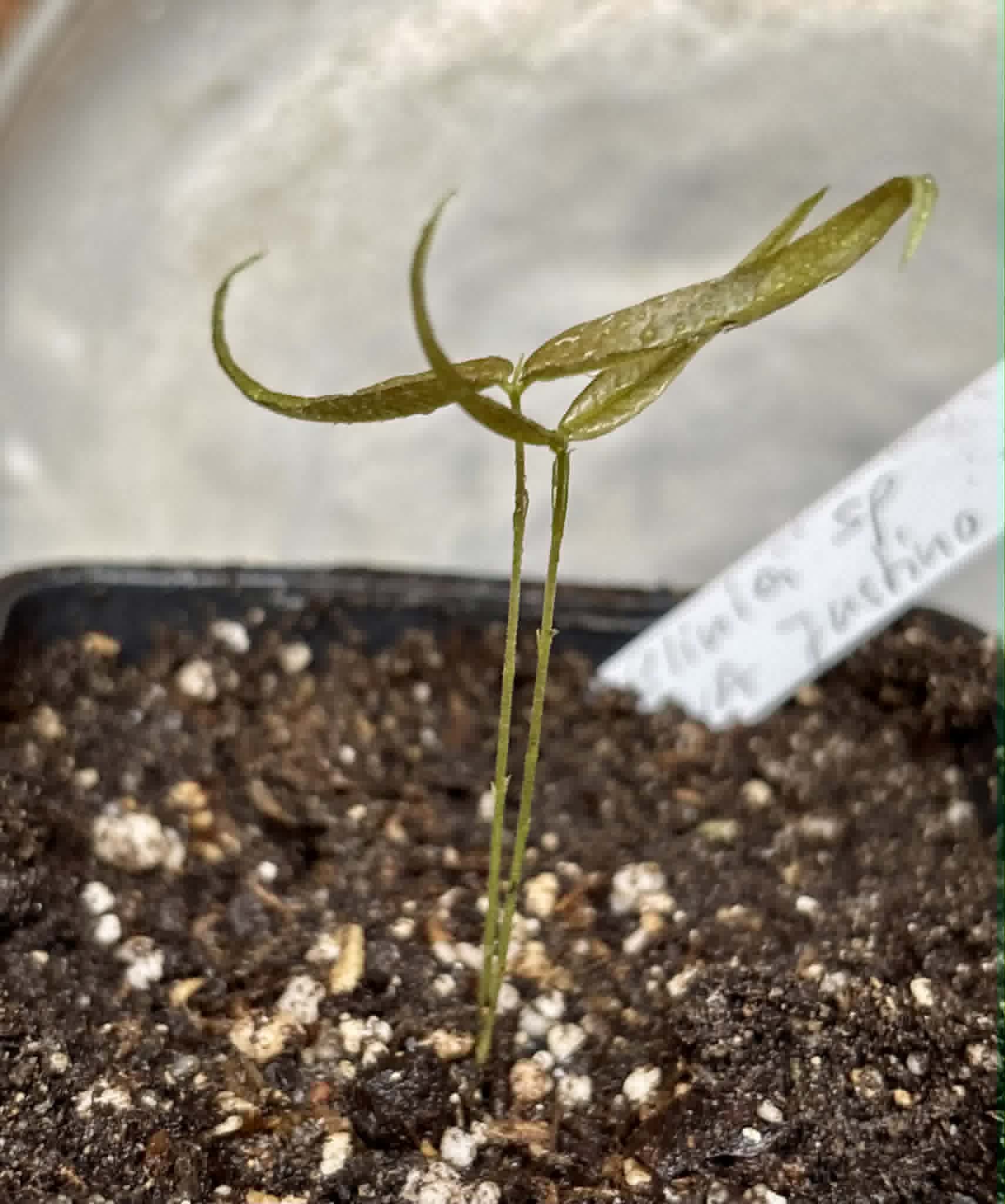Plinia sp UNA justino -  1 potted seedling / 1 getopfter Sämling