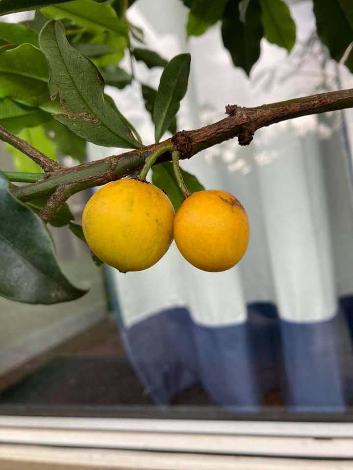 Bacupari Brasil (Garcinia brasiliensis) -  1 potted seedling / 1 getopfter Sämling Kopie