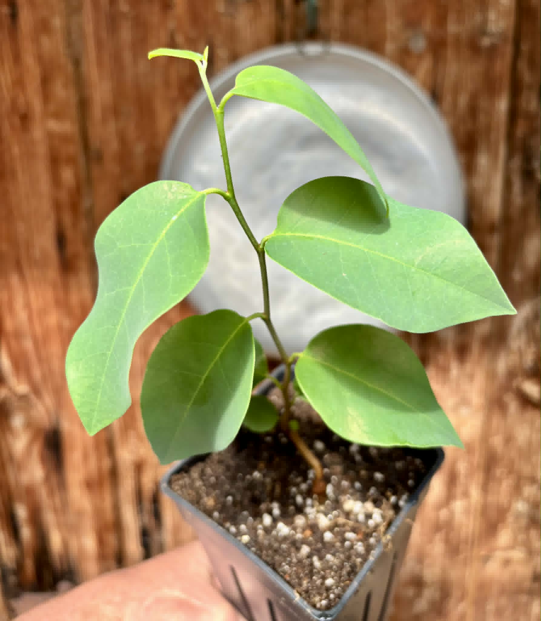 Araticum Pinha (Annona vepretorum)  - 1 potted plant / 1 getopfte Pflanze