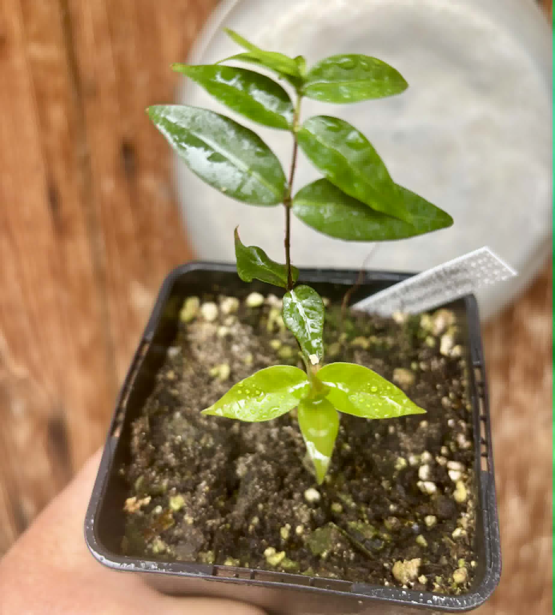 Cabeludinha do Brejo (Neomitranthes glomerata) - 1 potted seedling/ 1 getopfter Sämling