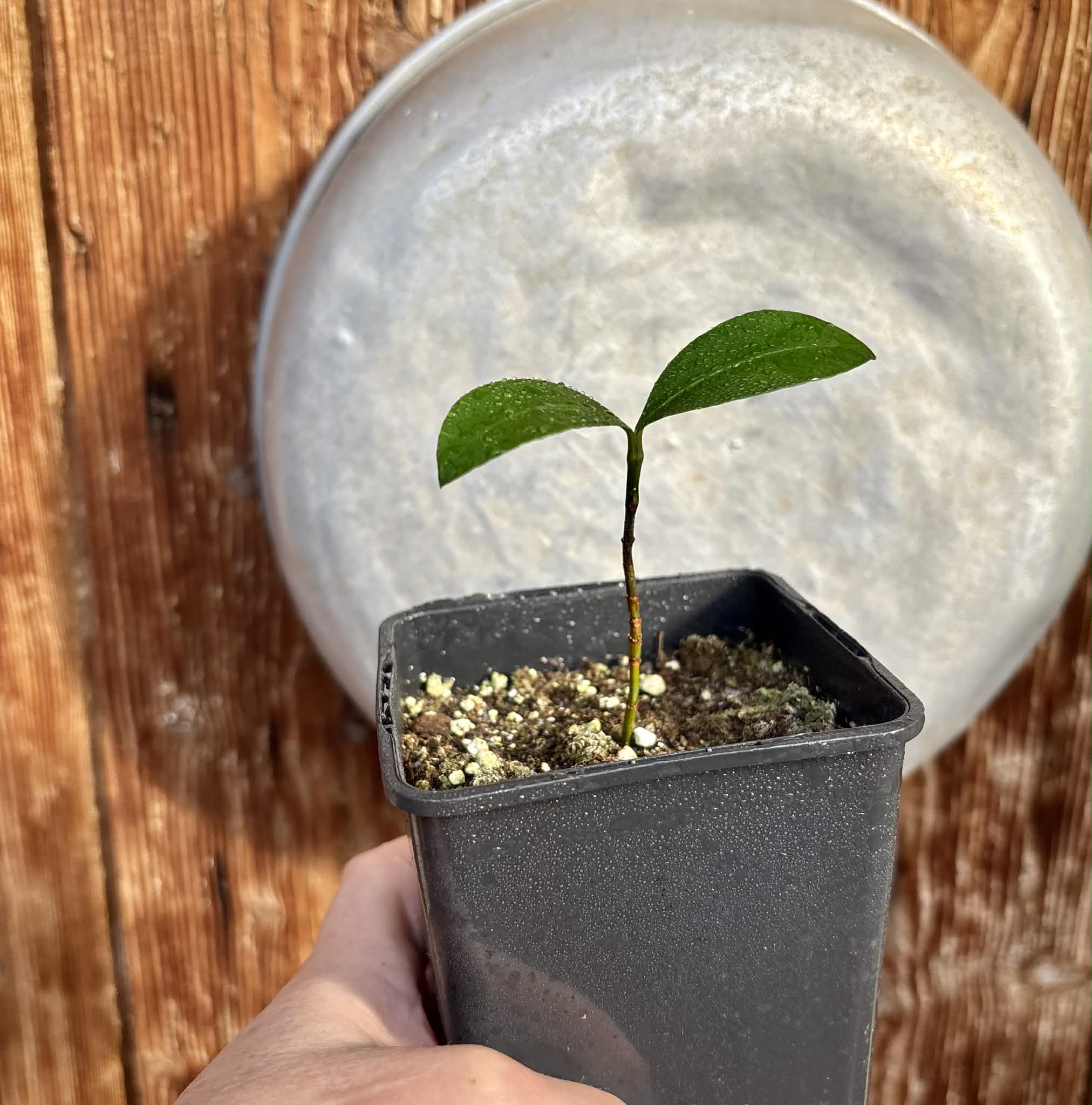 Bacupari  (Garcinia brasiliensis) -  1 potted seedling / 1 getopfter Sämling
