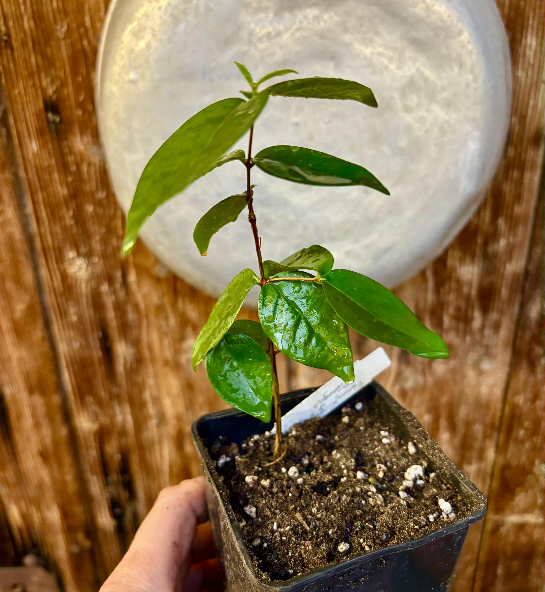 Eugenia uniflora var. Gigante Pitangao  - 1 potted seedling / 1 getopfter Sämling