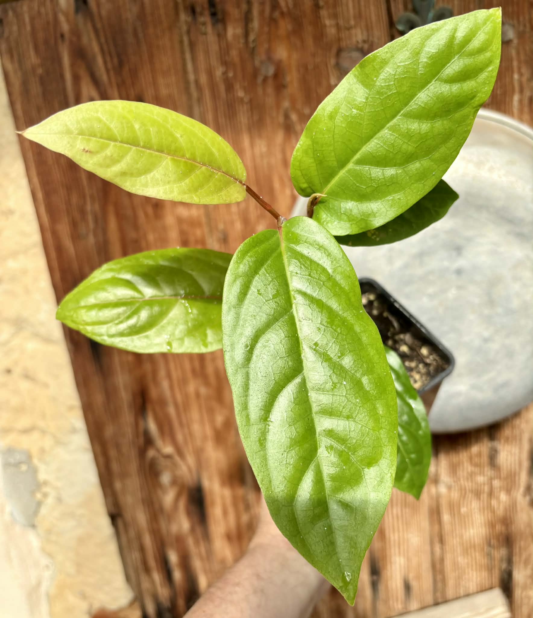 rooted cutting - Long Pepper  (Piper longum) - 1 potted plant / 1 getopfte Pflanze