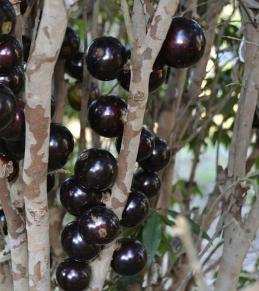 Jabuticaba Açu Paulista - Coleção Otto Andersen (Plinia cauliflora) -  1 fresh seed / 1 frischer Samen