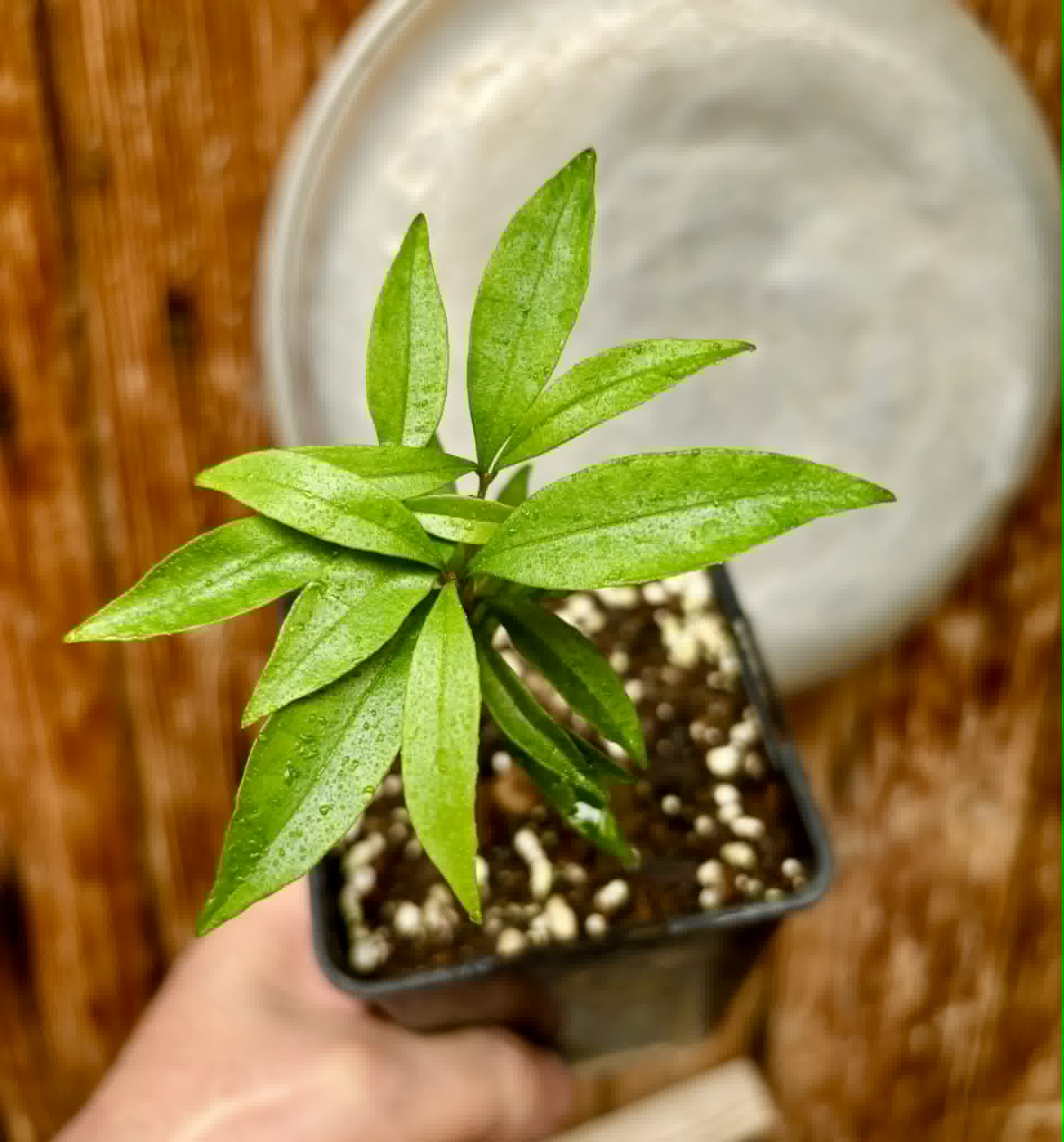 Eugenia sp Itacare vermelha -  1 potted seedling / 1 getopfter Sämling