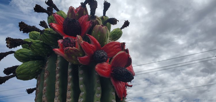 Saguaro (Carnegiea gigantea) - 10 fresh seeds / 10 frische Samen