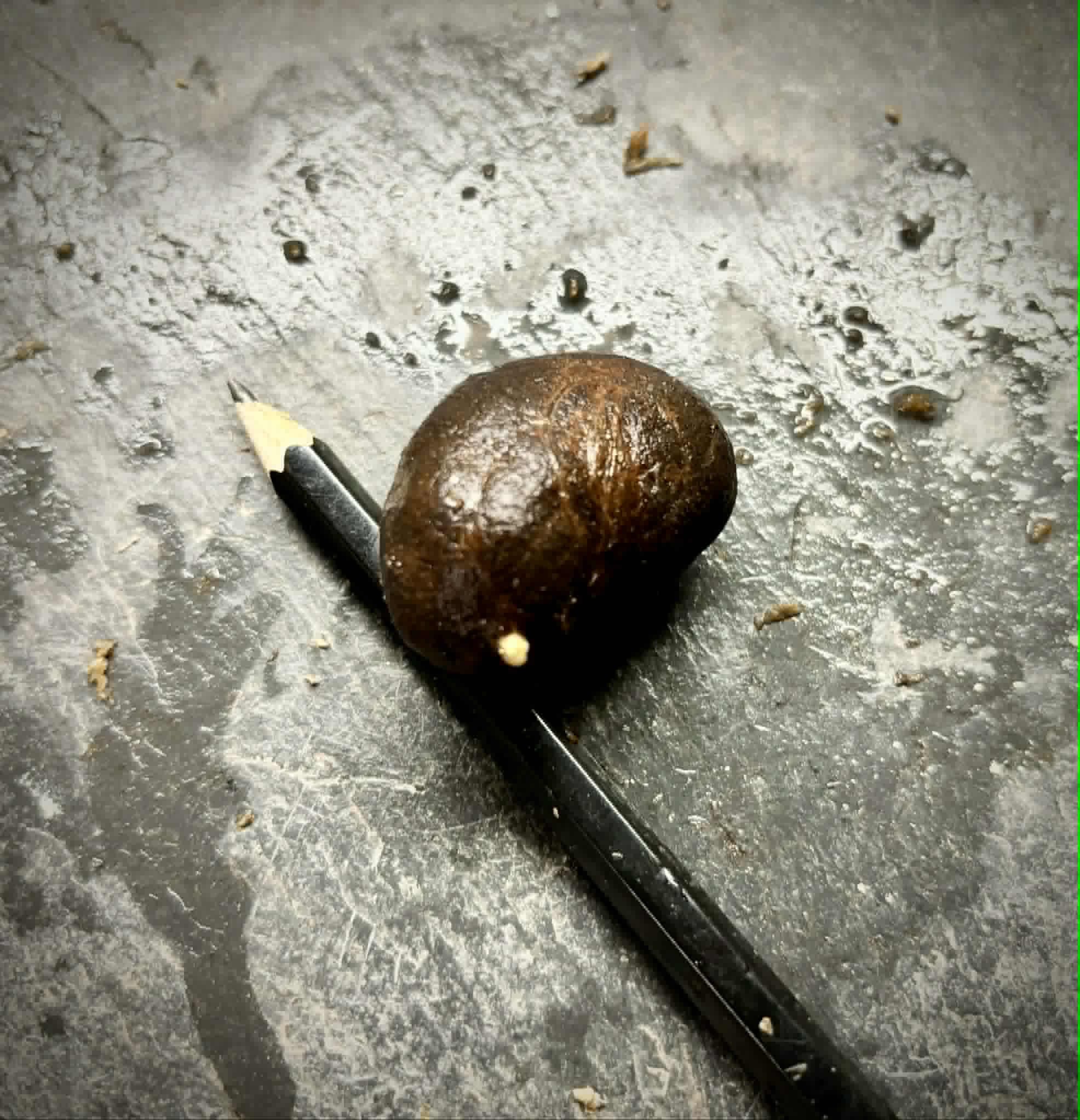 Eugenia sp Carambola - 1 germinated seed / 1 gekeimter Samen