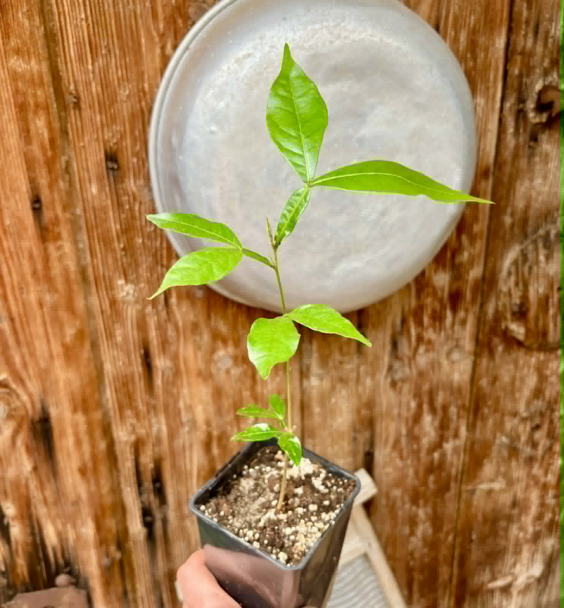 Inga vera  - 1 potted seedling / 1 getopfter Sämling