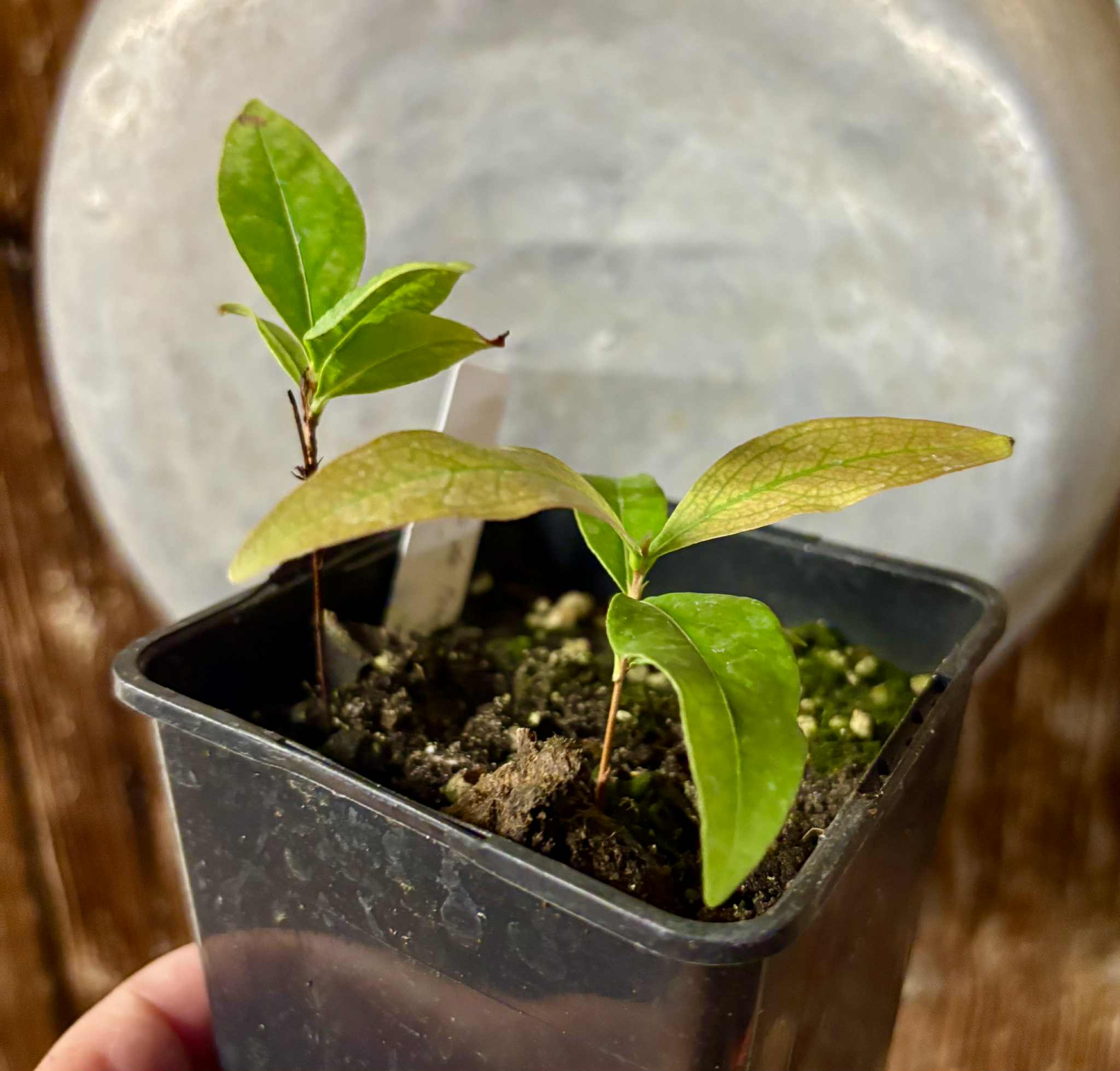 2 in 1 pot - Cagaita var. "Brinco de Princesa" (Eugenia dysenterica) - 1 potted plant / 1 getopfte Pflanze Kopie