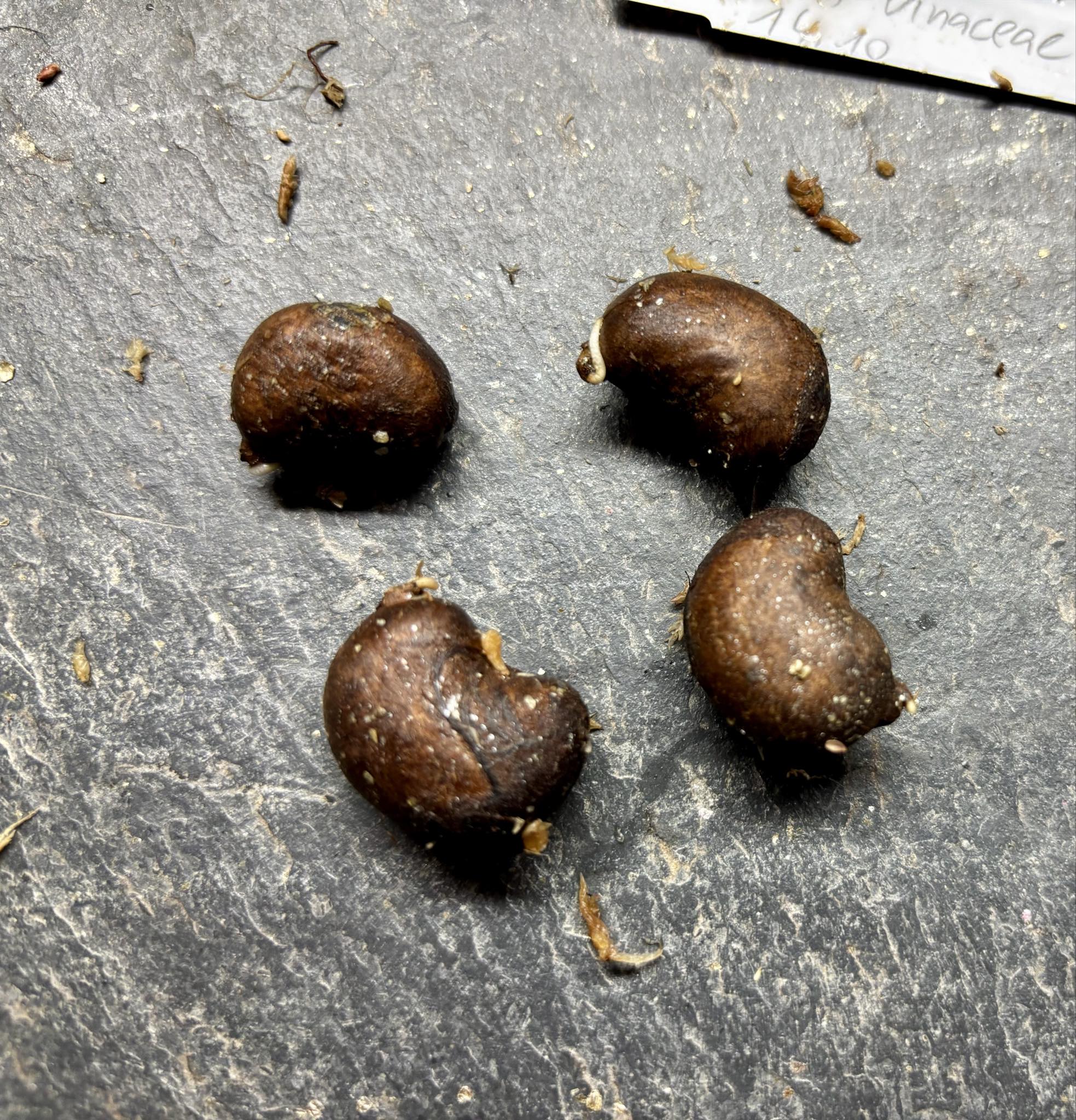 Eugenia sp Vinacea - 1 germinated seed / 1 gekeimter Samen Eugenia sp Vinacea - 1 germinated seed / 1 gekeimter Samen