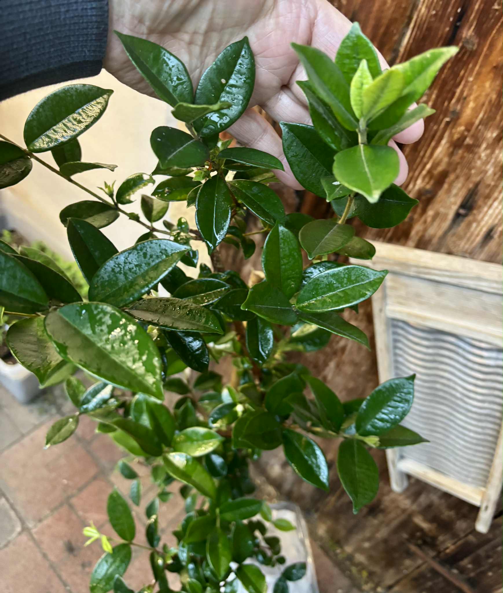 10 years old - Pitangatuba (Eugenia selloi)  - 1 potted plant / 1 getopfte Pflanze