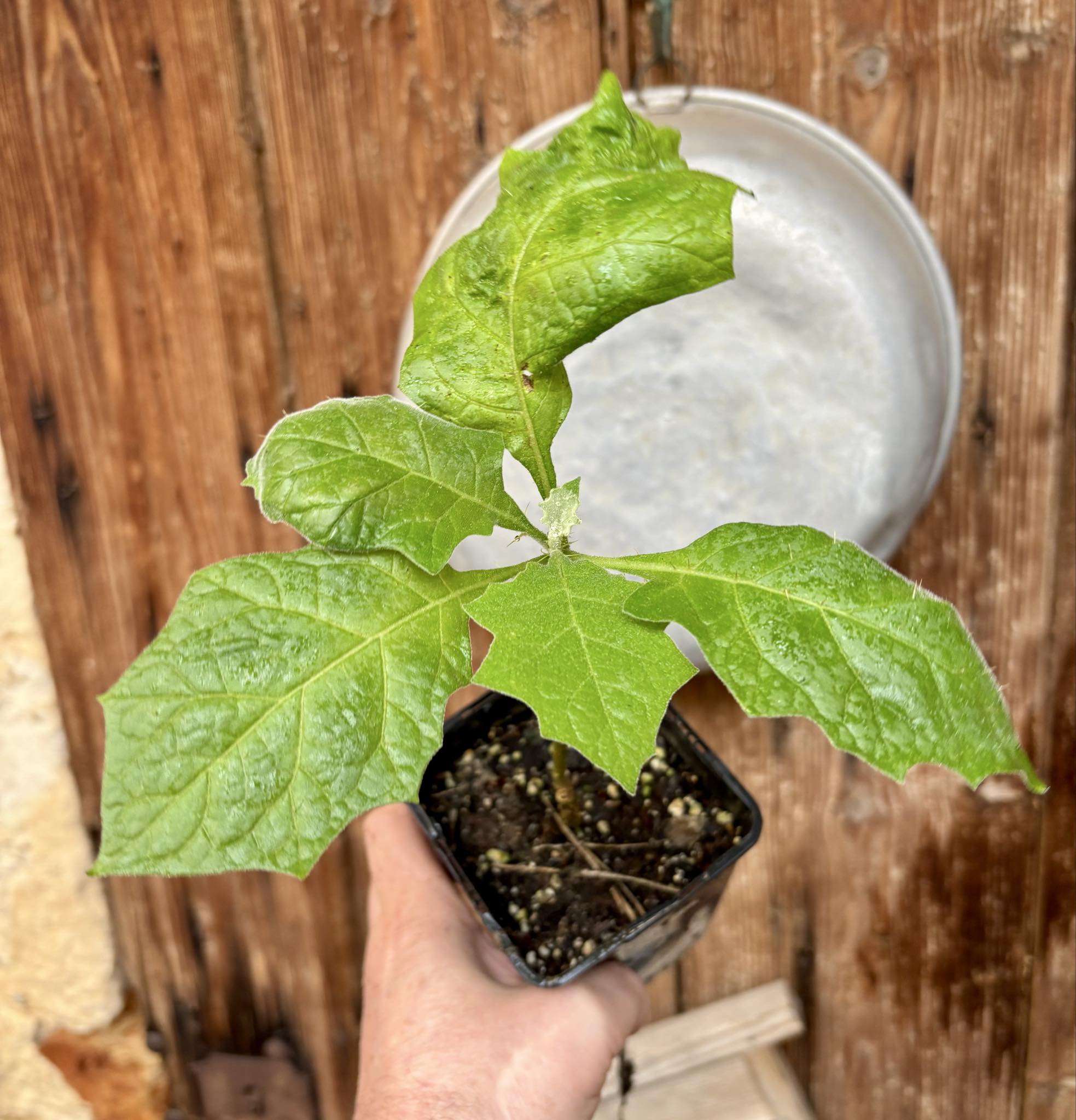 Juã-Açu - Solanum oocarpum - 1 potted plant / 1 getopfte Pflanze