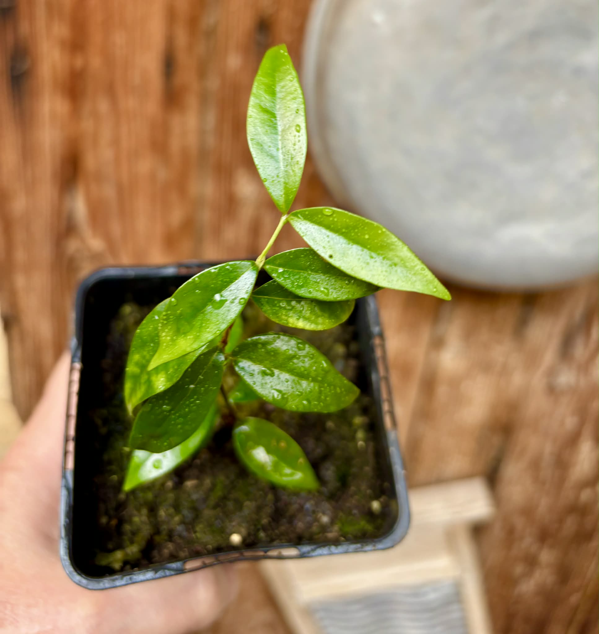rooted cutting from over 4 years old plant - Eugenia sp Laranja Serralandia - 1 potted plant / 1 getopfte Pflanze