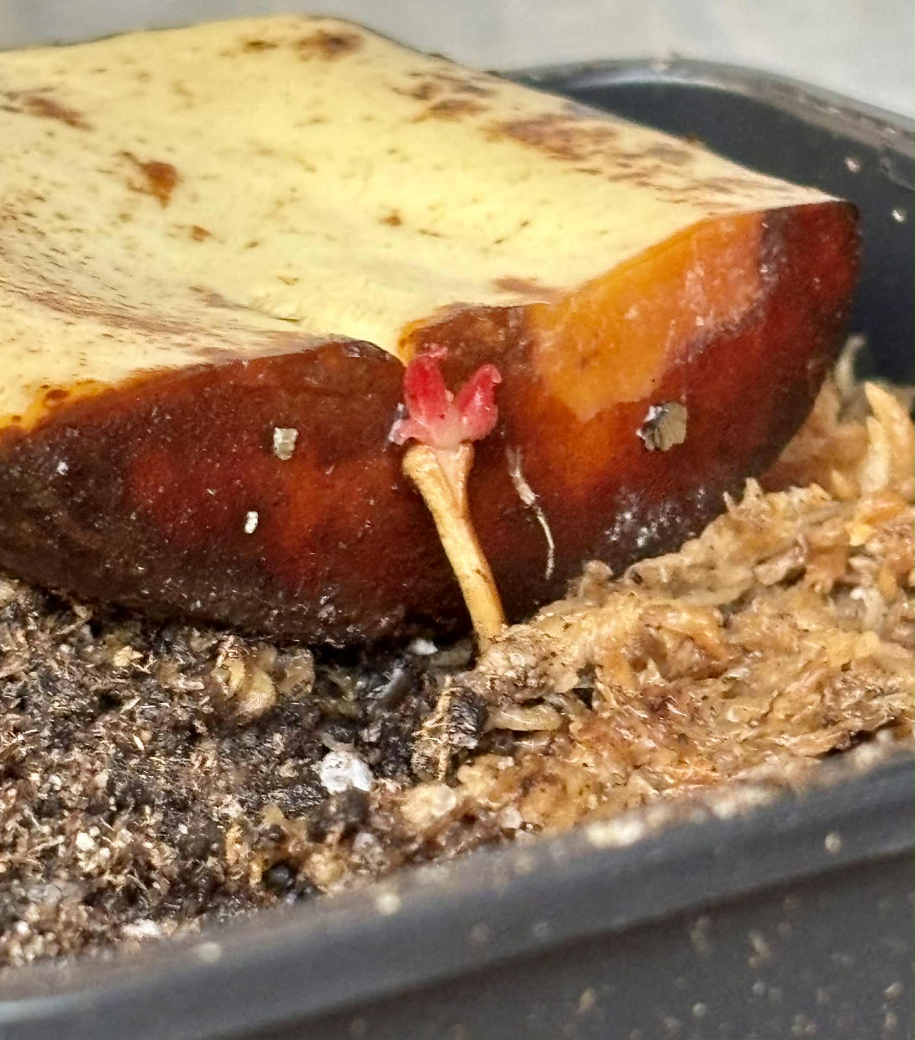 Plinia rara var. WHITE -  1 potted seedling / 1 getopfter Sämling