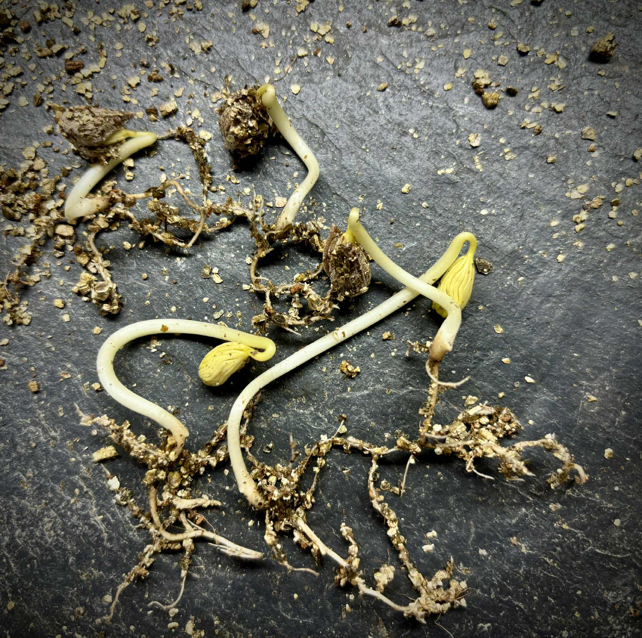 Cordia taguahyensis - Frutinha de Leite- 1 germinated seed / 1 gekeimter Samen