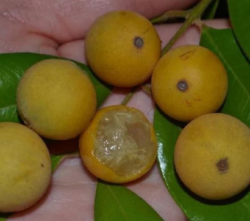 9 years old - Yellow Jaboticaba (Myrciaria glazioviana) - 1 potted plant / 1 getopfte Pflanze 