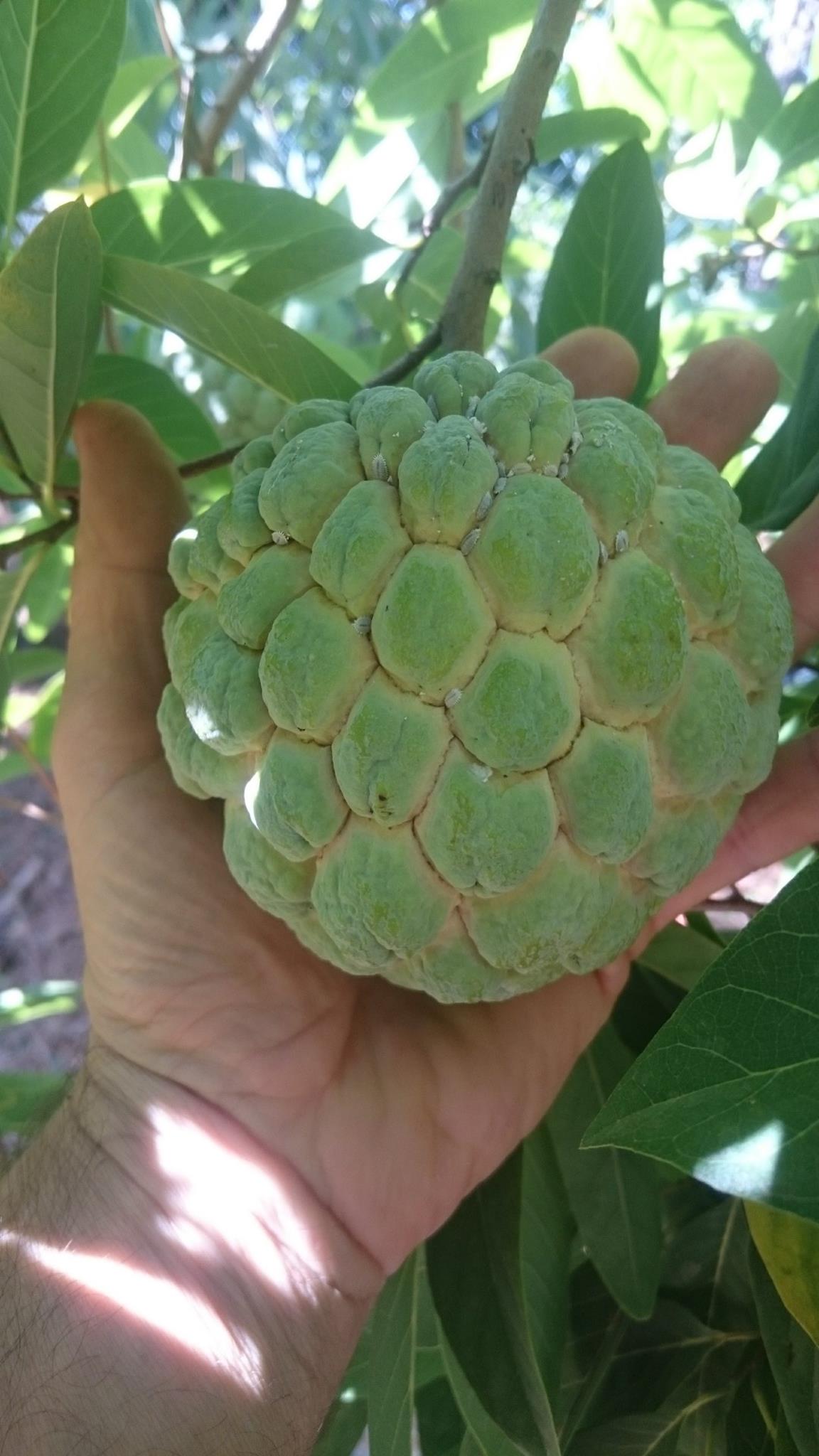 Annona squamosa - 7 fresh seeds / 7 frische Samen