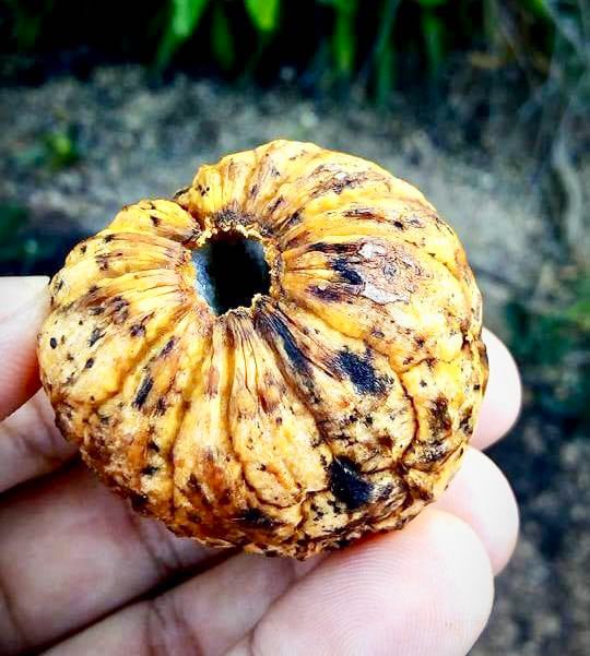 Annona bahiensis - 1 fresh seed / 1 frischer Samen