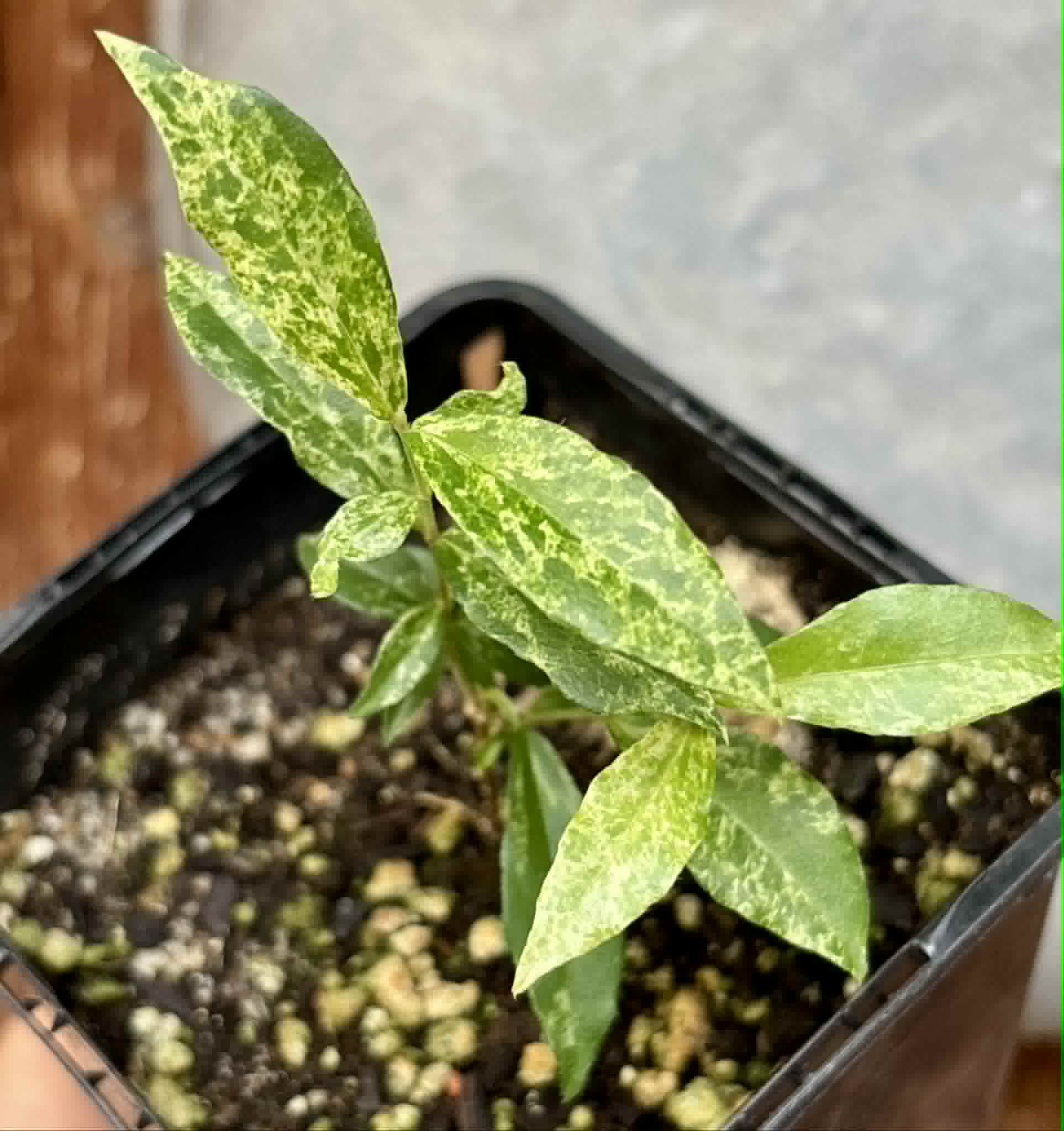variegated Acerola (Malpighia glabra) rooted cutting - 1 potted rooted cutting / 1 getopfter, bewurzelter Steckling