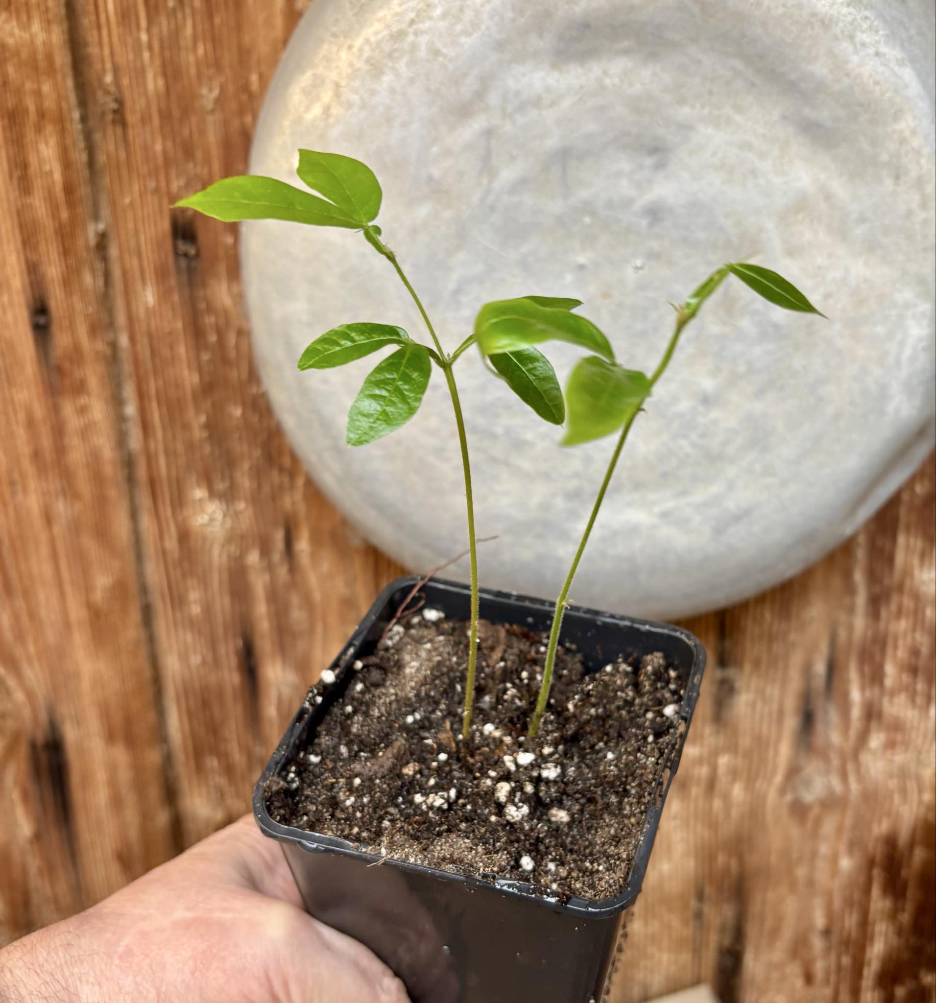 two in one pot - Inga vera  - 1 potted seedling / 1 getopfter Sämling