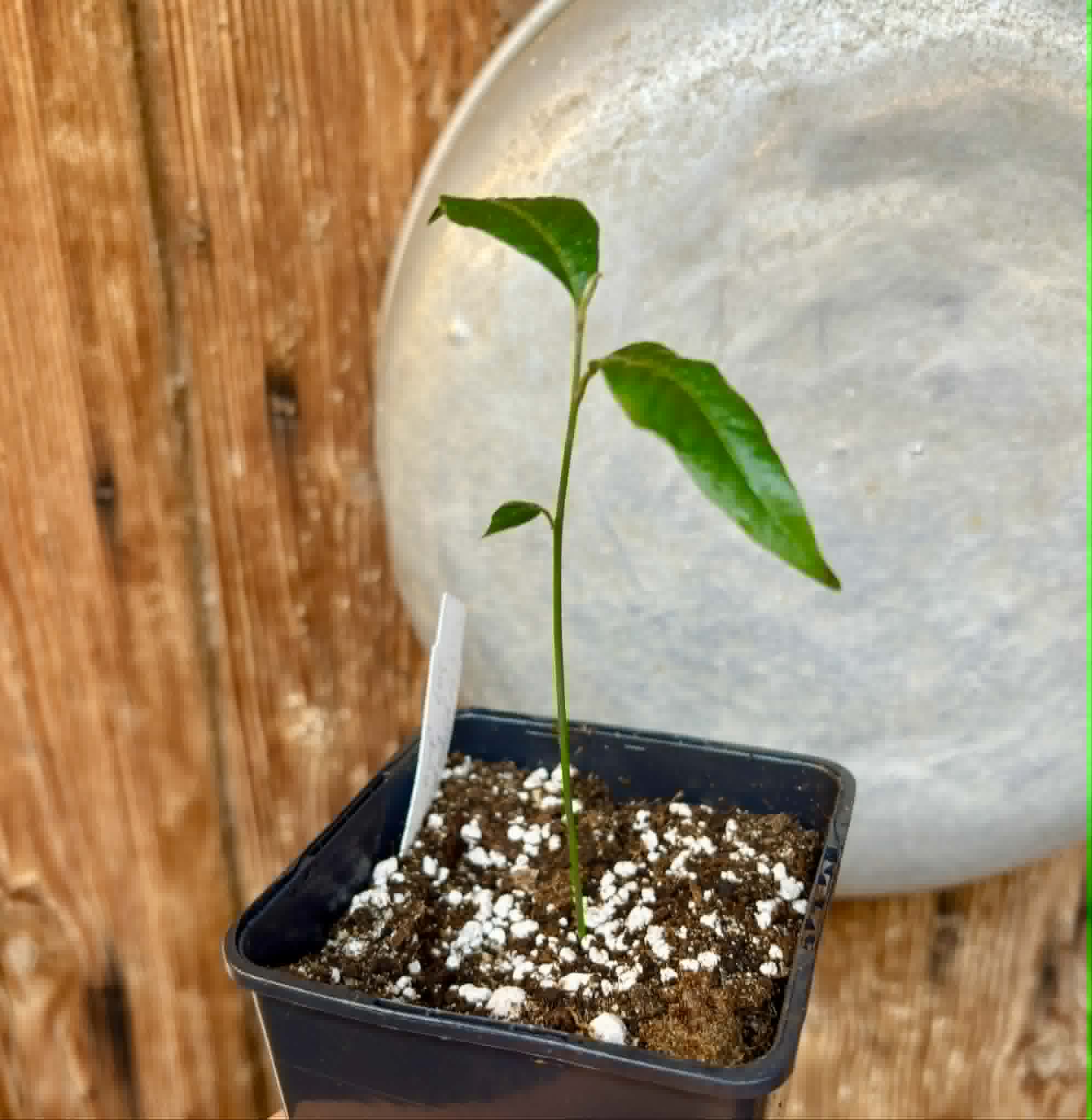 Goiapeba - Chrysophyllum sp Sao Joao - 1 potted seedling / 1 getopfter Sämling