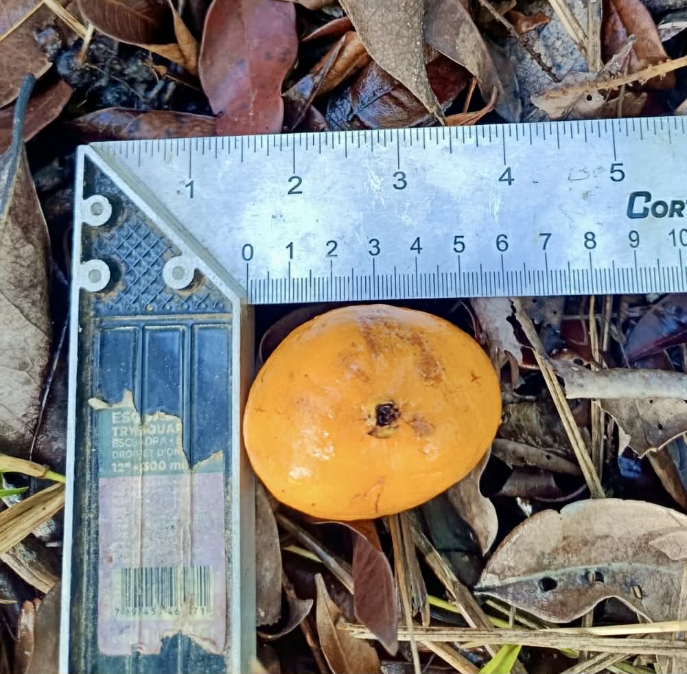 Eugenia sp Plinioides - Rare exotic plant and seeds - Seltene exotische Pflanze und Samen