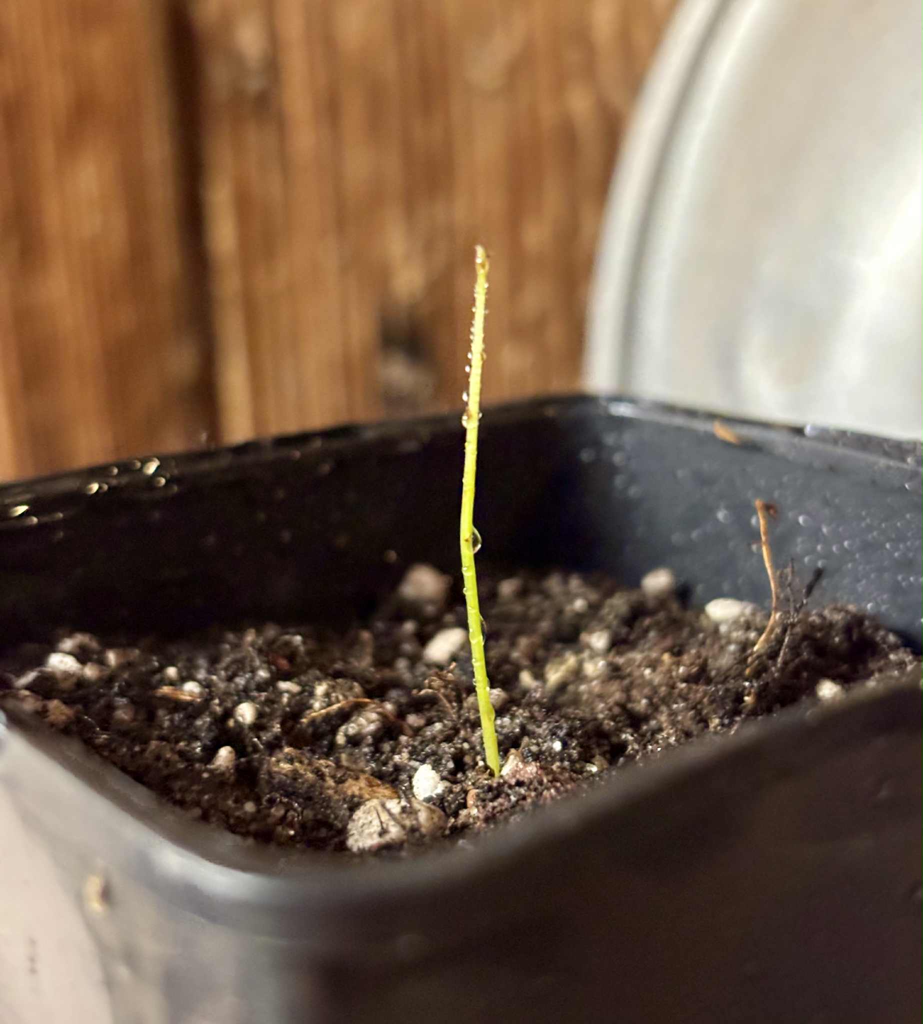 Pseudolmedia sp. Rondonia - 1 just potted seedling / 1 frisch getopfter Sämling